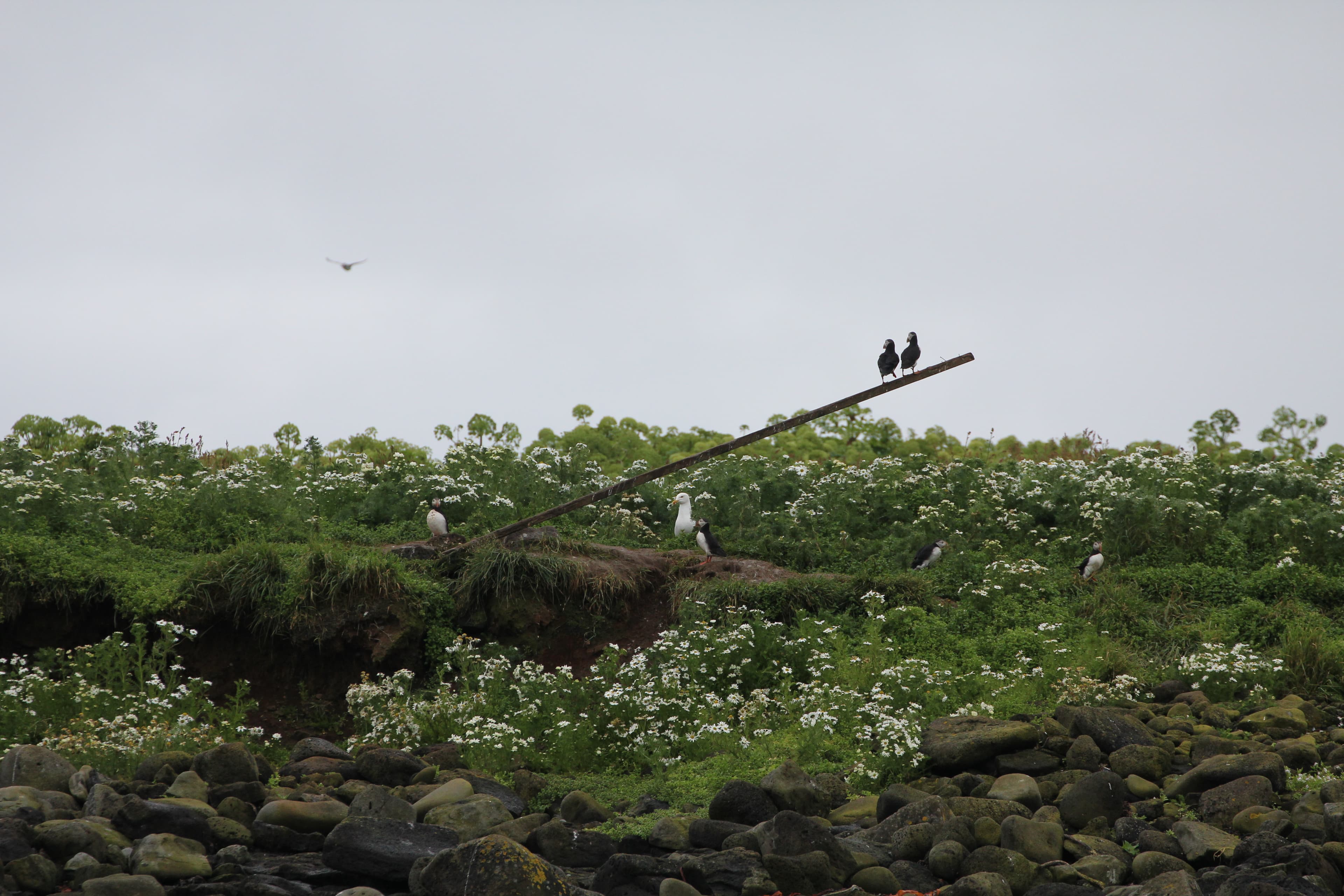 Premium Puffin Tour - photo 12