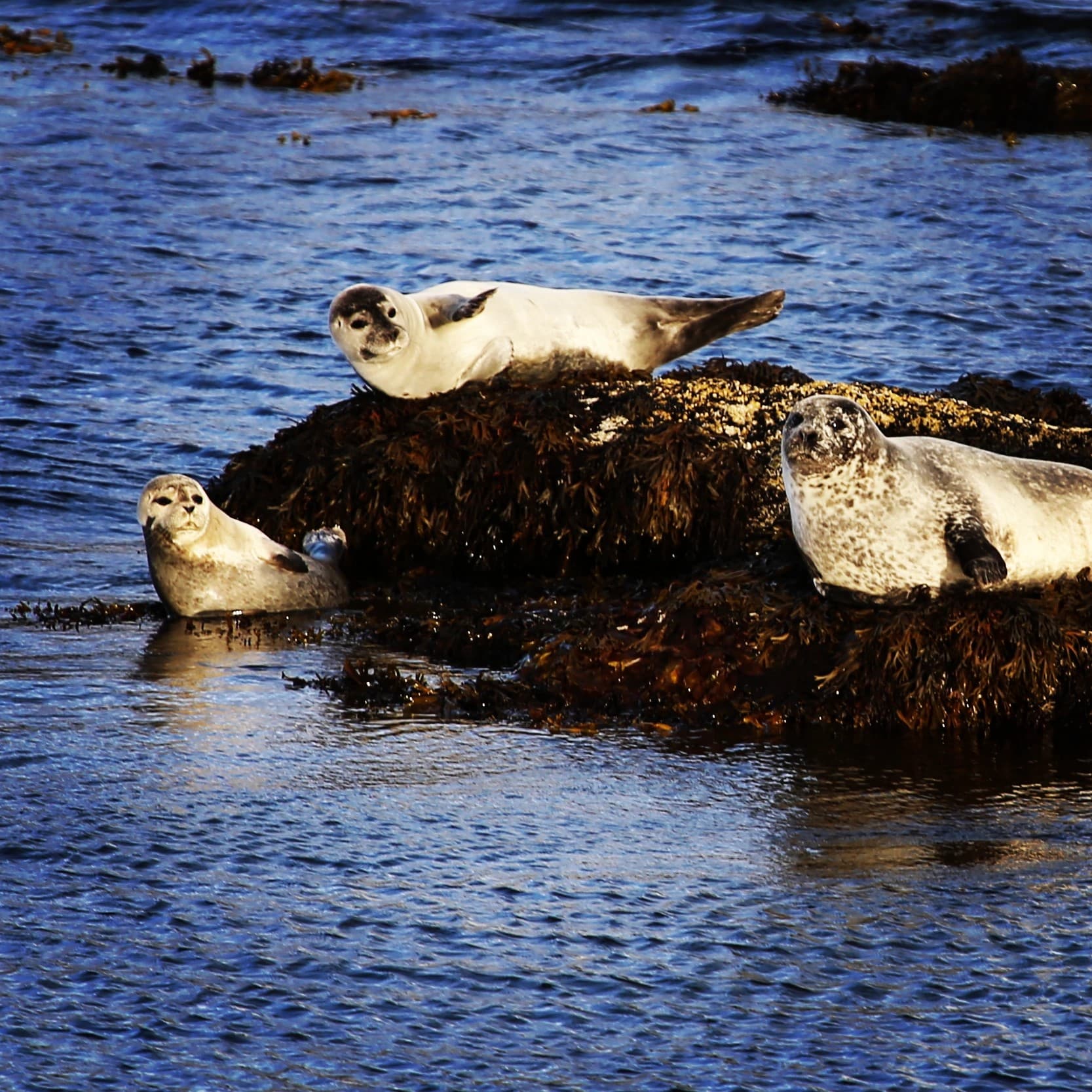 Official Vigur Island Tour (with return boat transfer from Ísafjörður) - photo 13