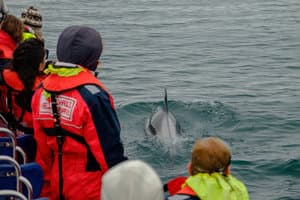 Whales, Puffins & Reykjavík