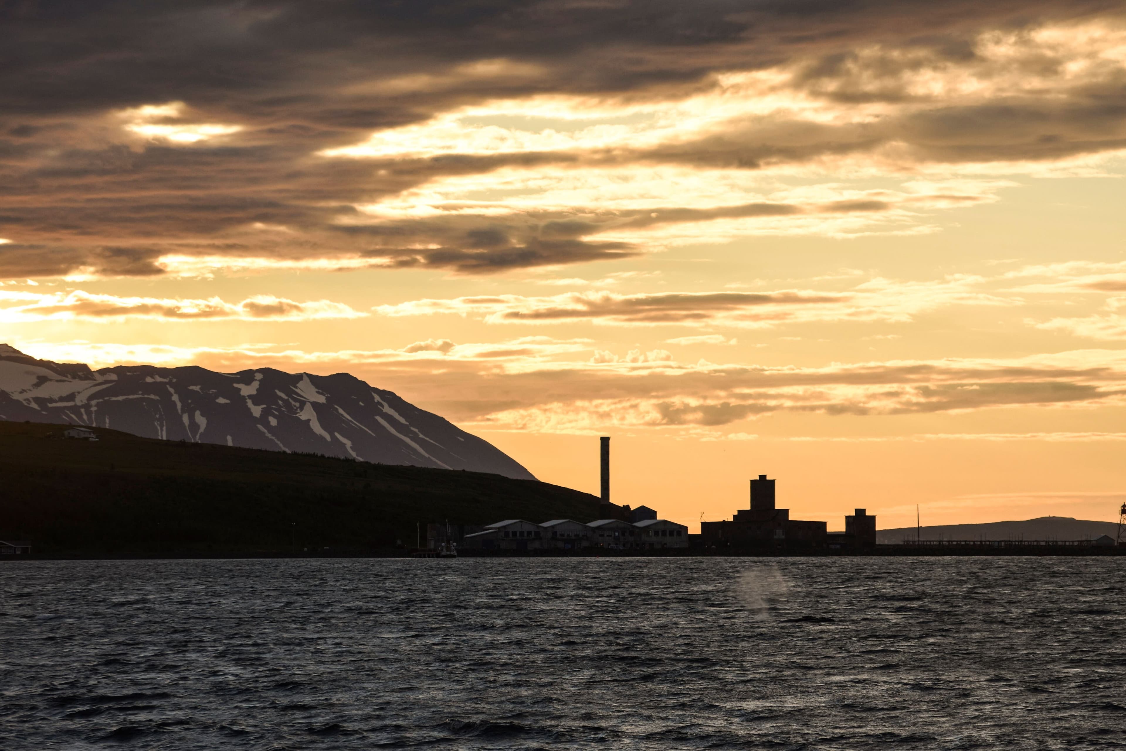 Akureyri Express Whales in the Midnight Sun - photo 10