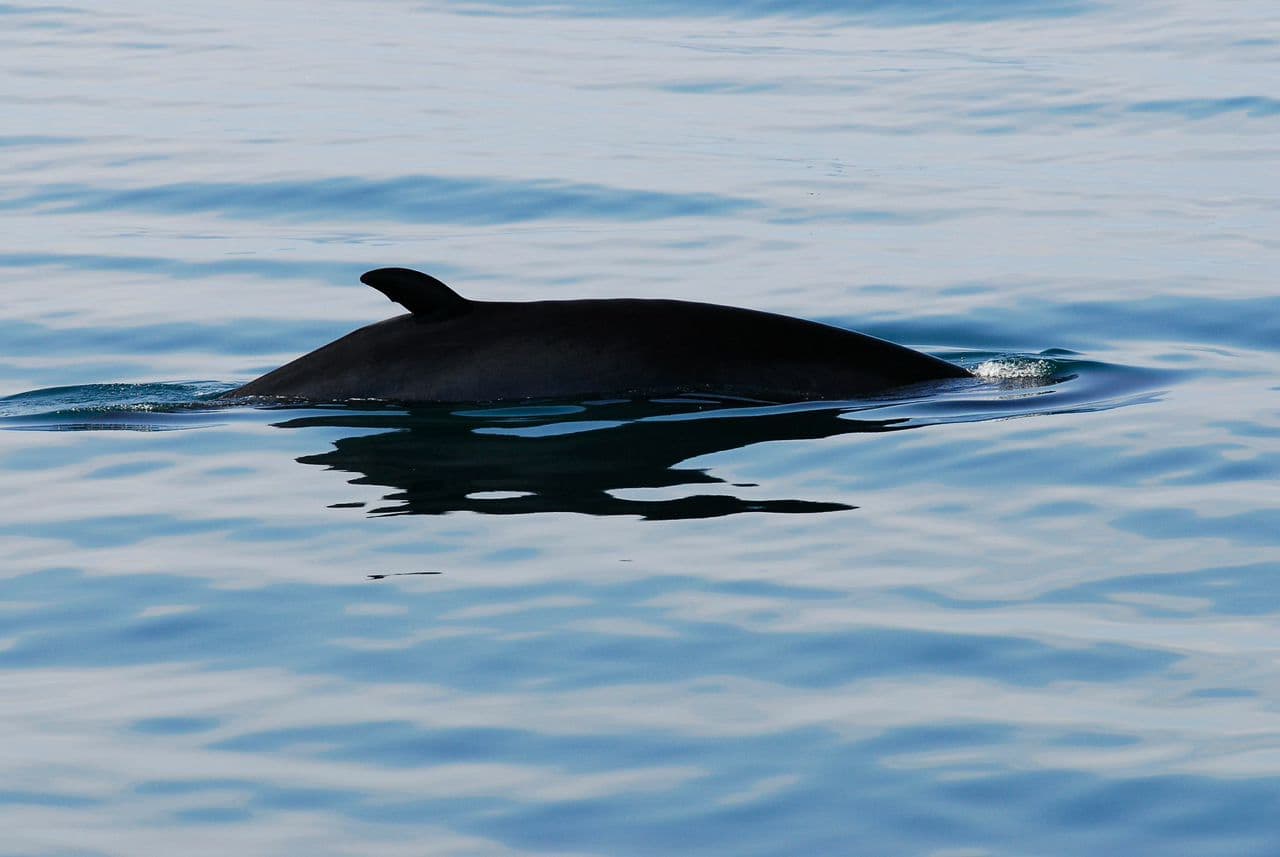 Whales & White Water Rafting - photo 4