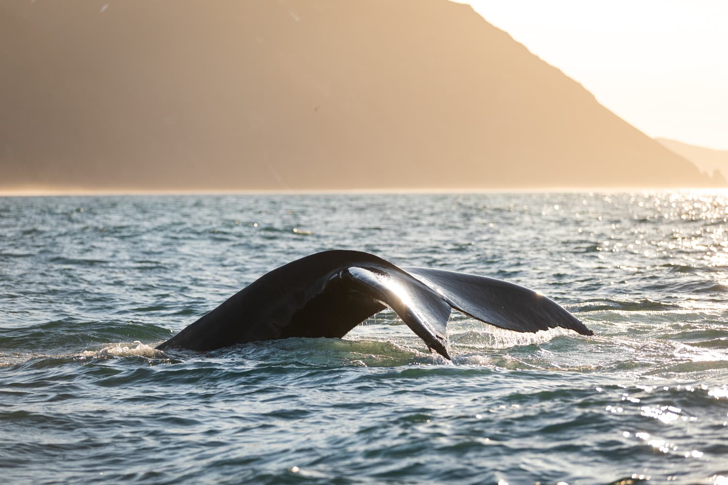 Whales and Puffins - photo 7