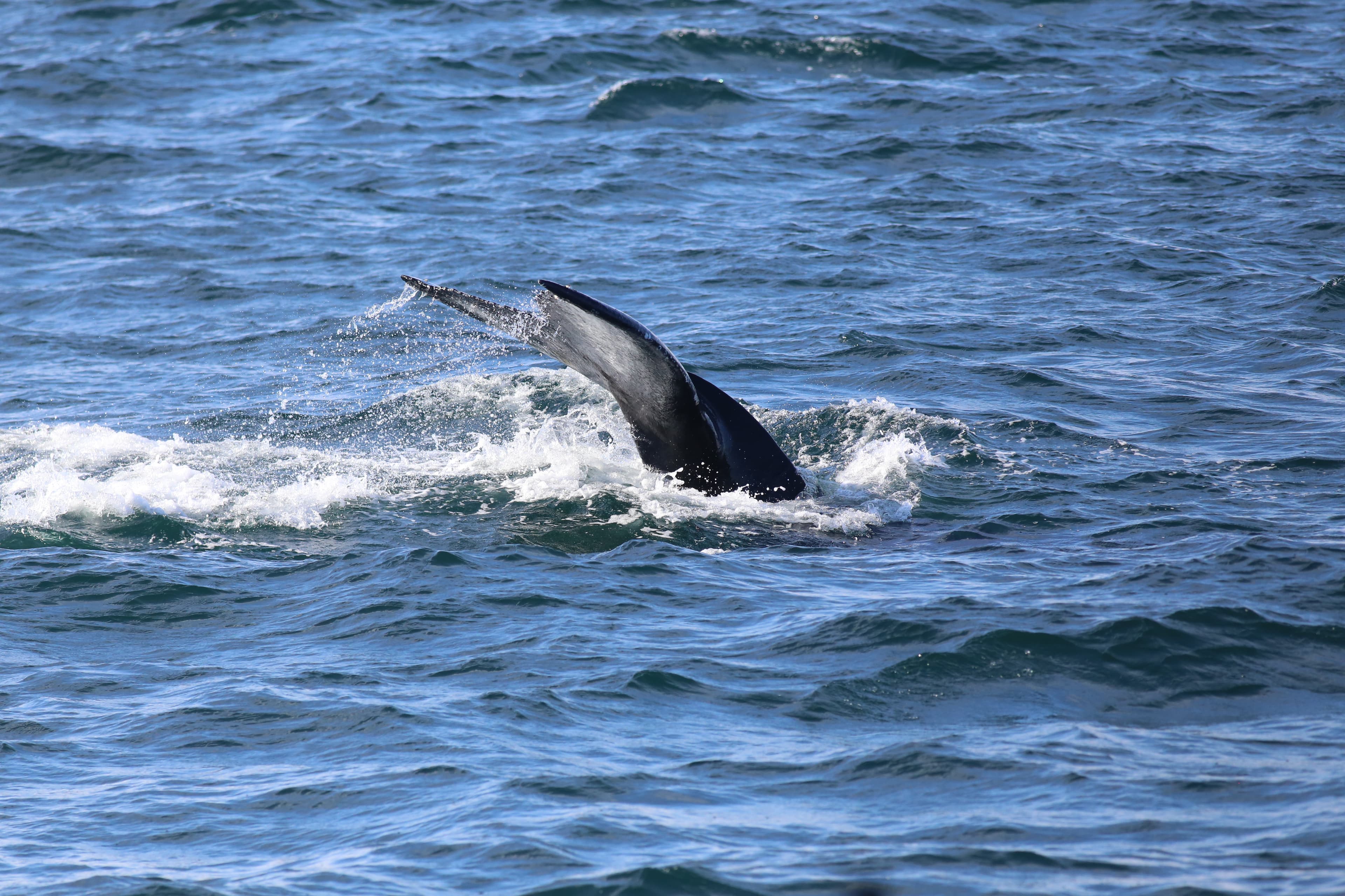 Whale Watching Excursion from Reykjavik & Whales of Iceland Exhibition: Explore the Sea's Giants - photo 10