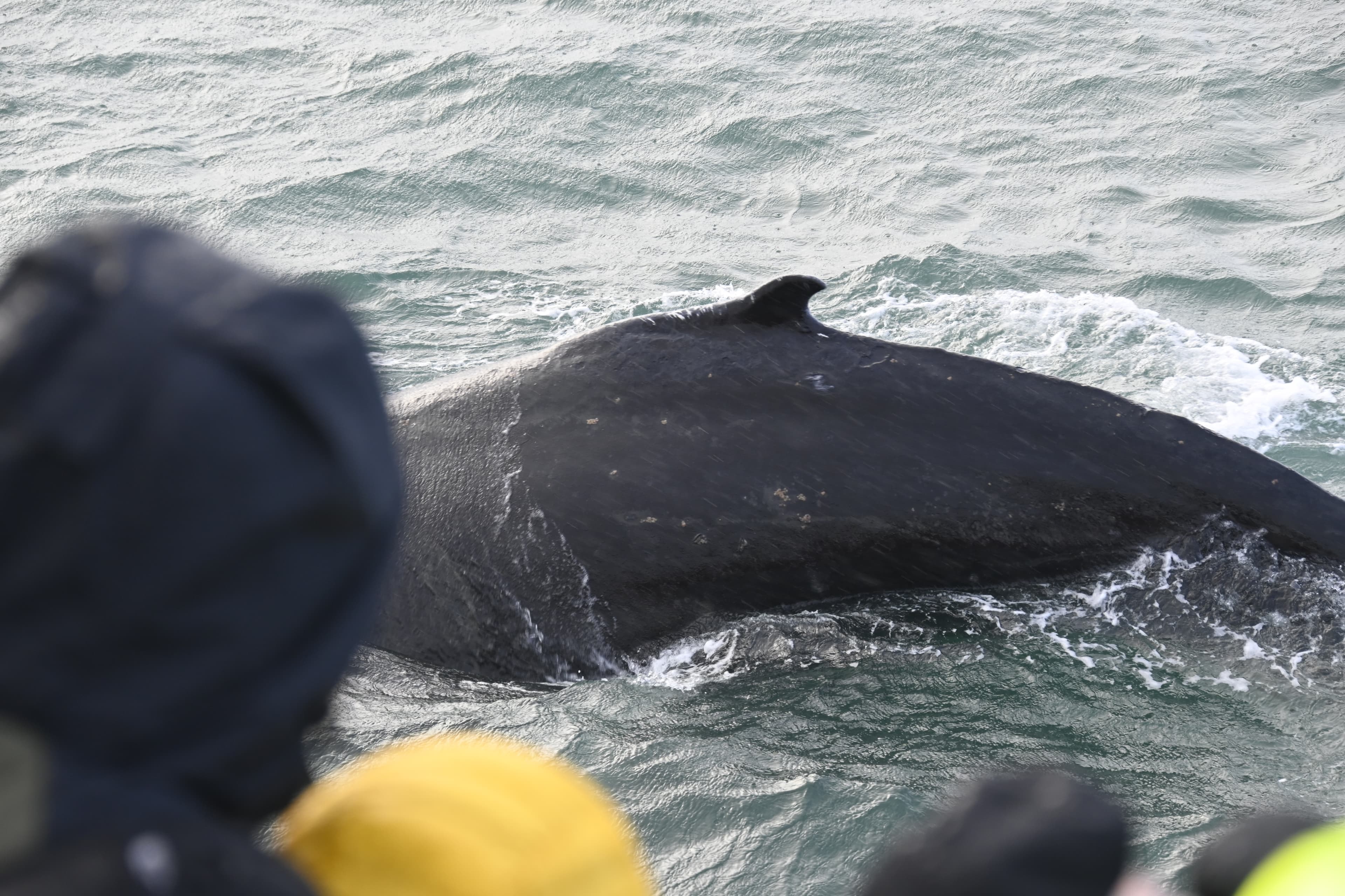 Reykjavík Whales & Viðey Island - photo 9