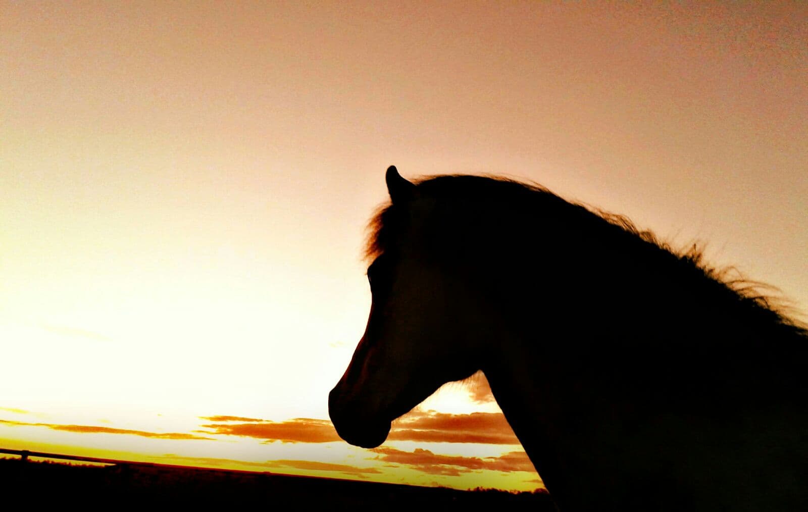 Viking Horses Sleipnir Evening Tour - photo 4