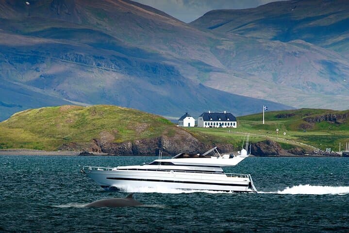 Whale Watching & Dolphin Yacht Cruise - photo 4