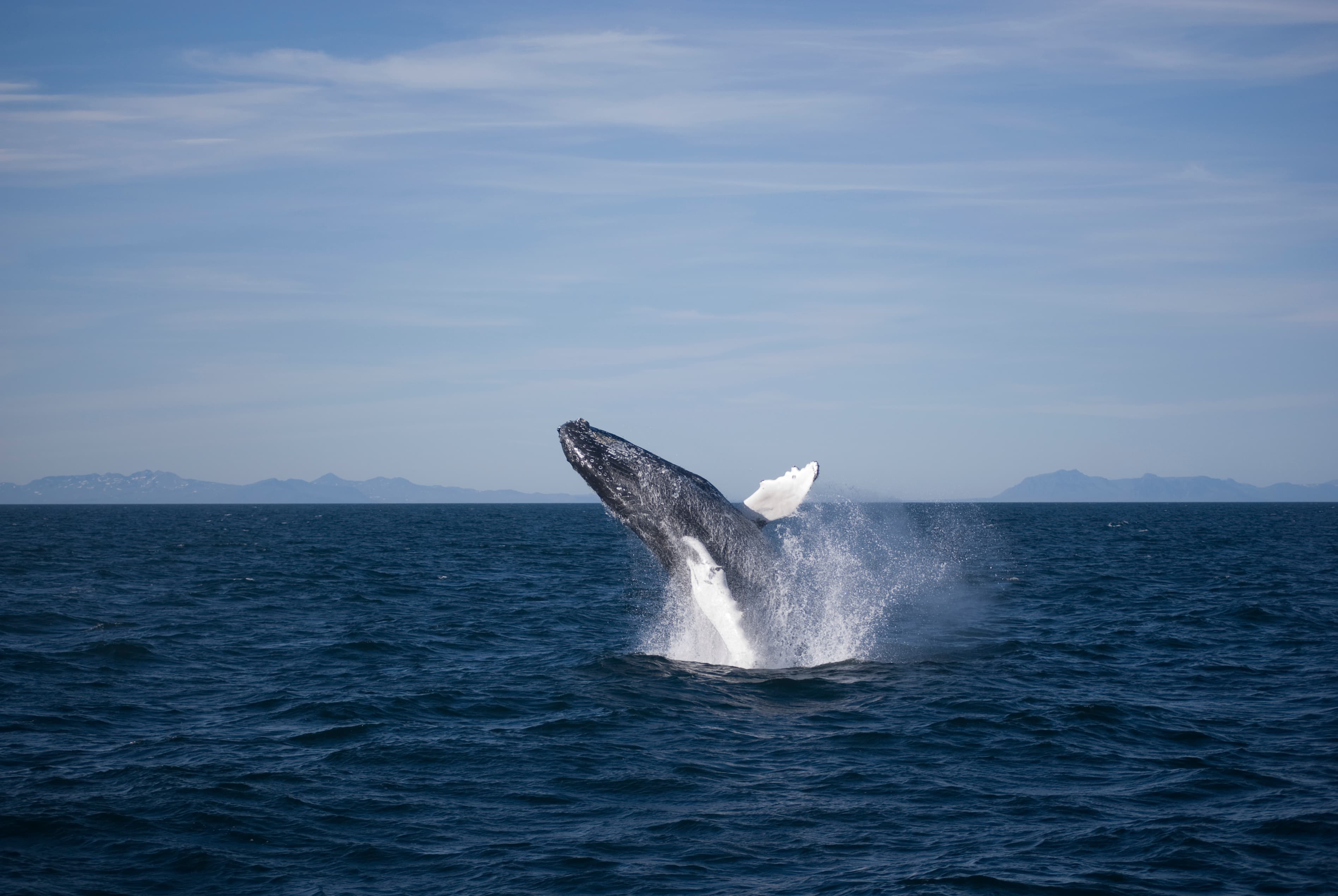 Whale Watching and Northern Lights from Reykjavík - photo 8