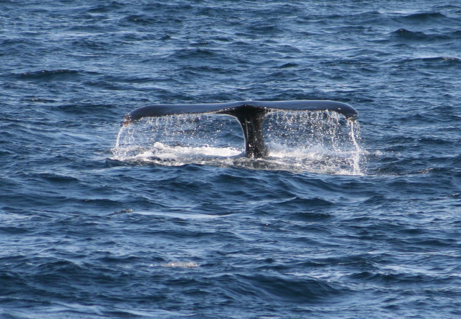 Whales & Sea Angling - photo 2