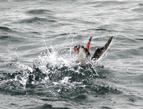 Whales & Puffins - photo 7