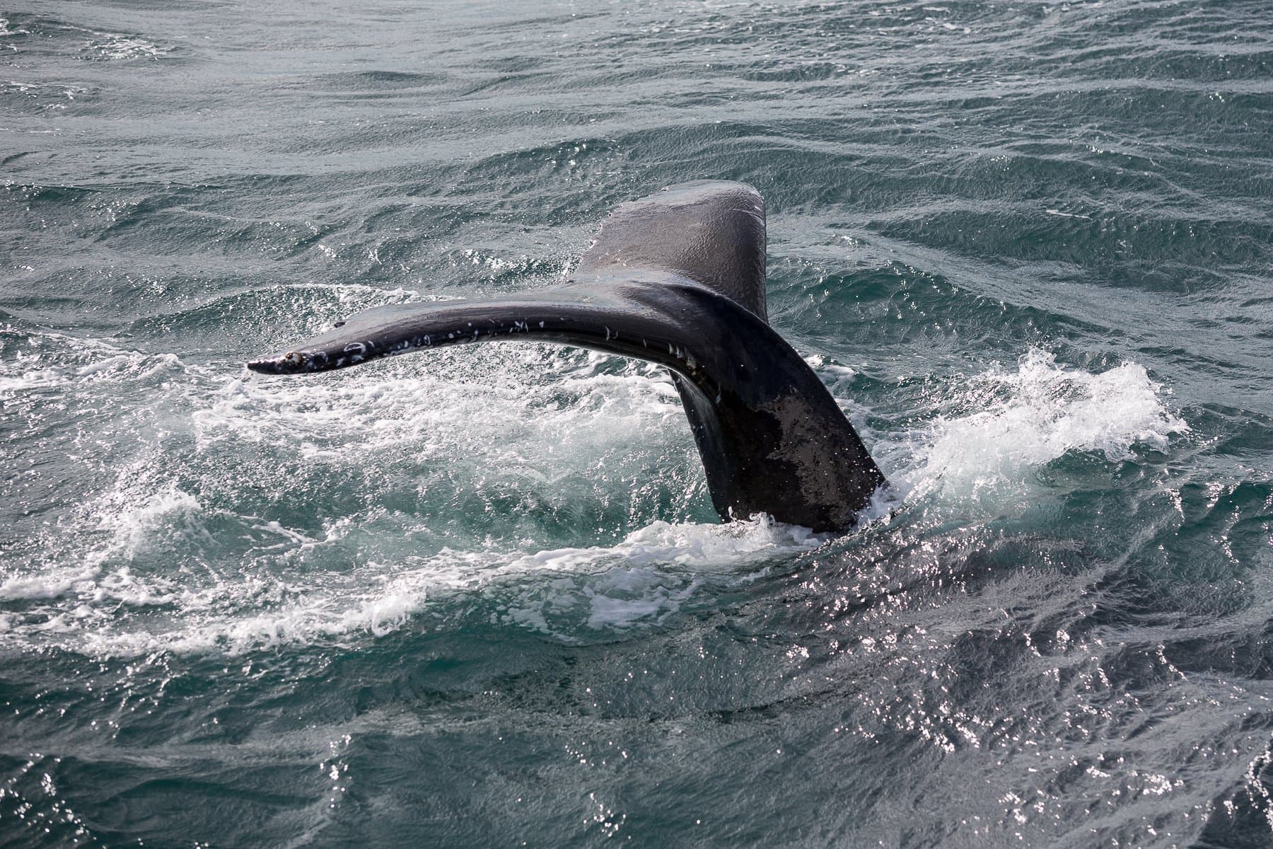 Whale Watching Excursion from Reykjavik & Whales of Iceland Exhibition: Explore the Sea's Giants - photo 7