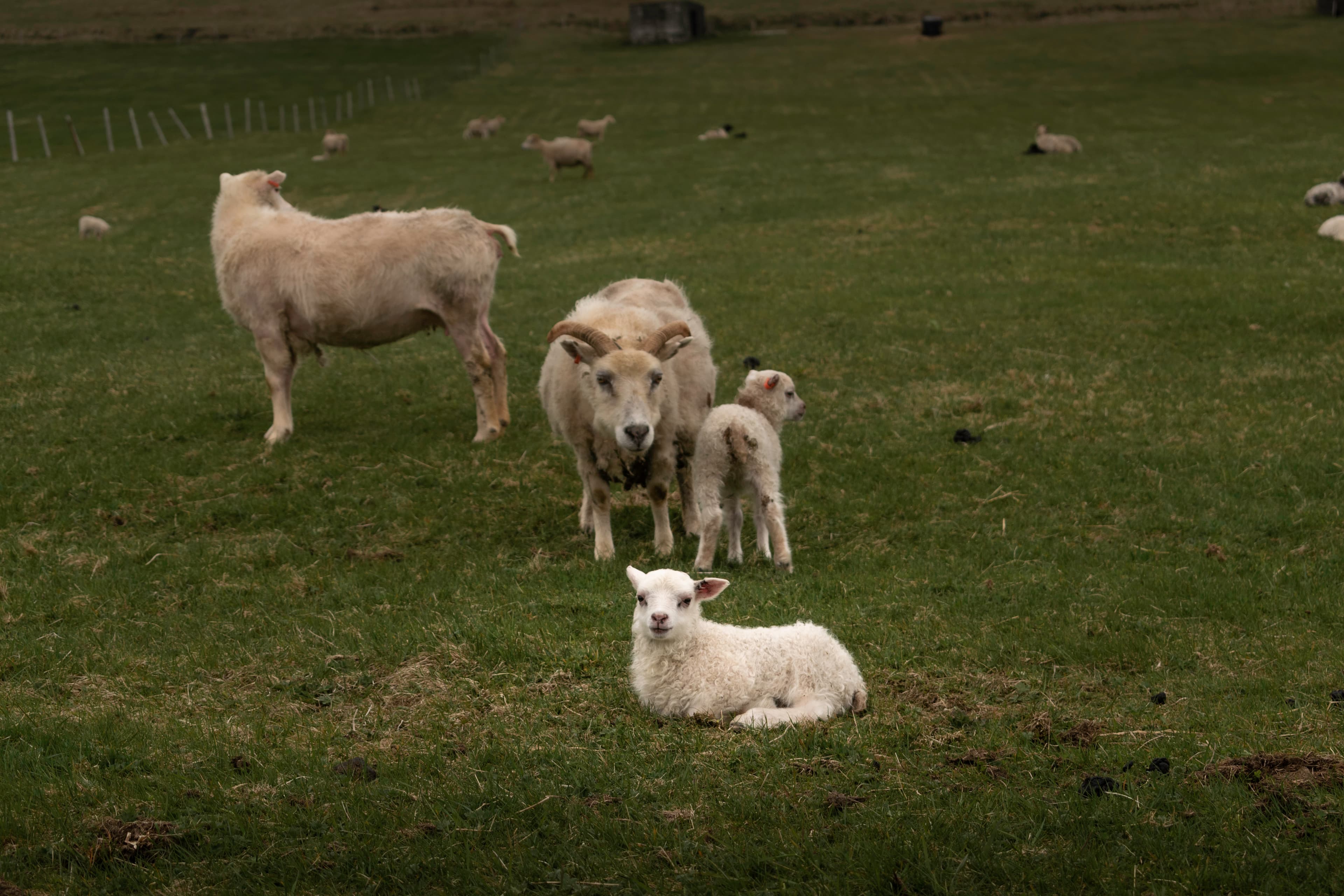 Private Minivan tour to the Westman Islands: History and Natural Wonders - photo 18