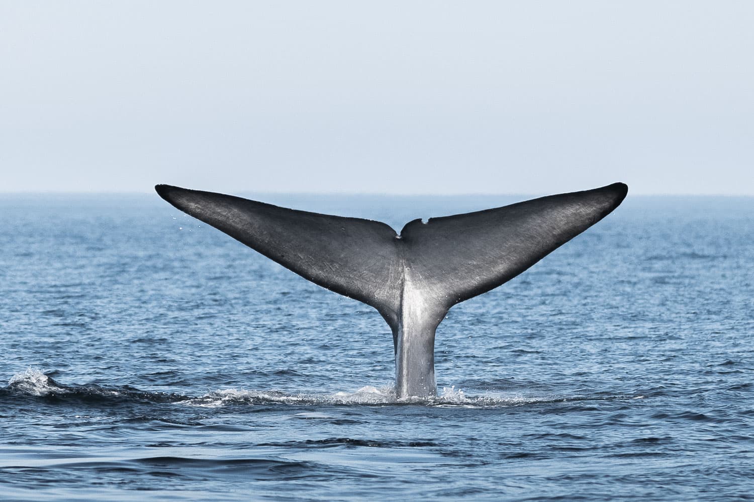 Whales and Puffins - photo 2