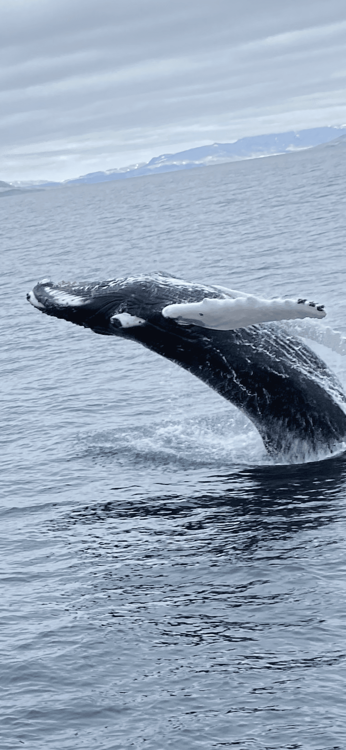 Best Value Whale Watching tour from Reykjavik - photo 28