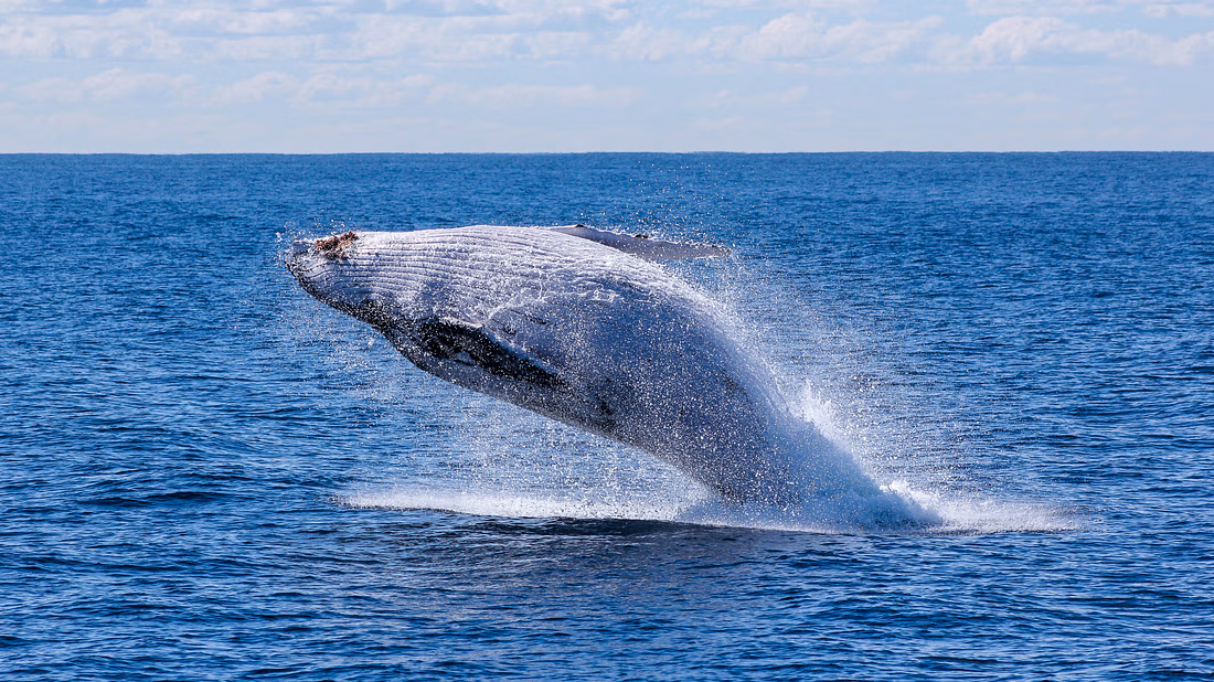 Sailing with Giants: Whale Watching from Reykjavik - photo 5