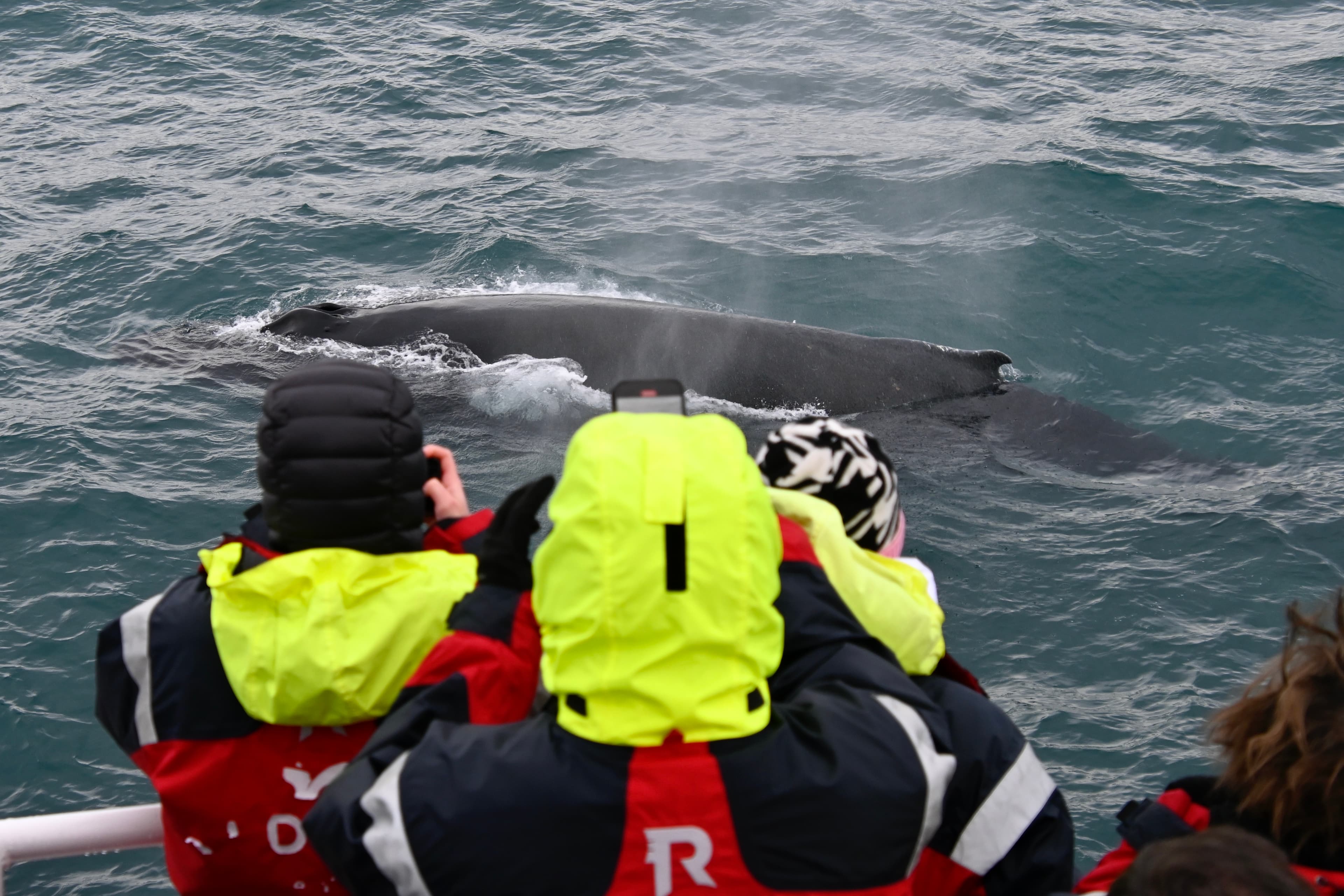 Reykjavík Classic Whale Watching  - photo 33
