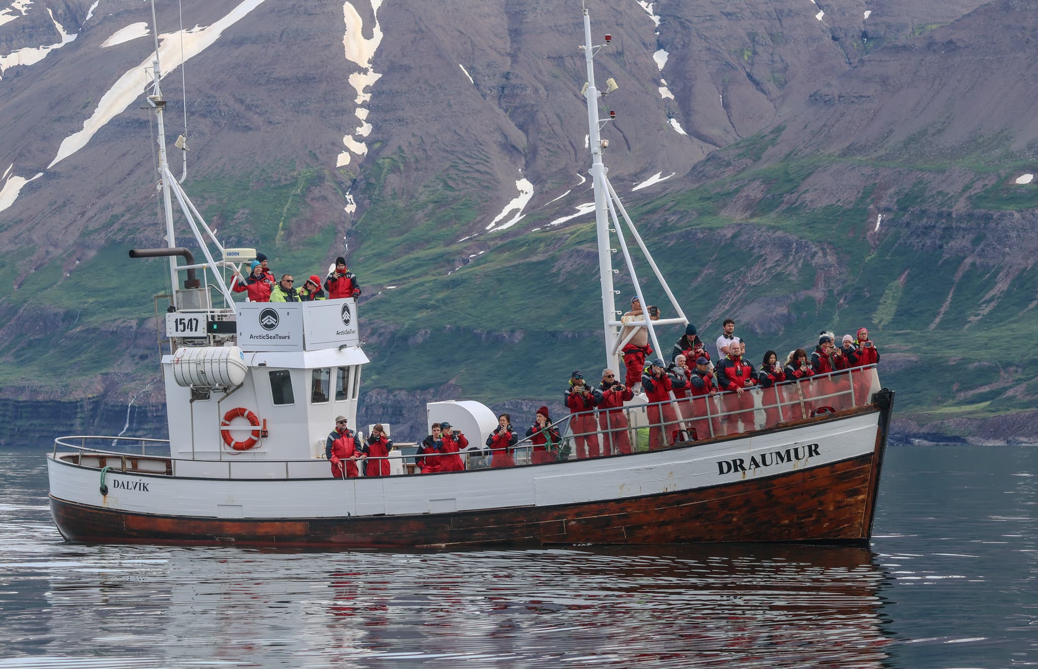 Classic Whale Watching from Dalvík - photo 7