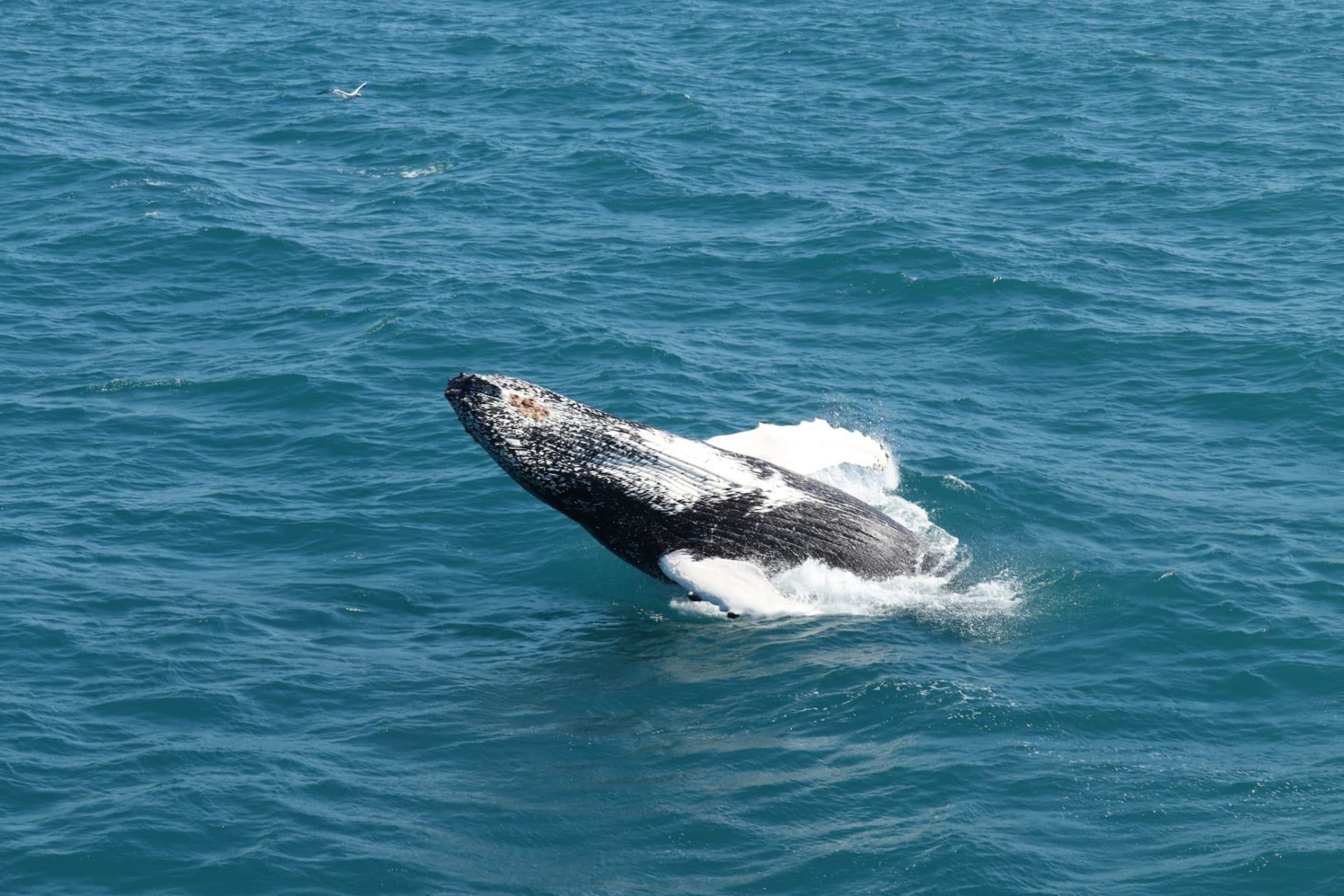 Best Value Whale Watching tour from Reykjavik - photo 14