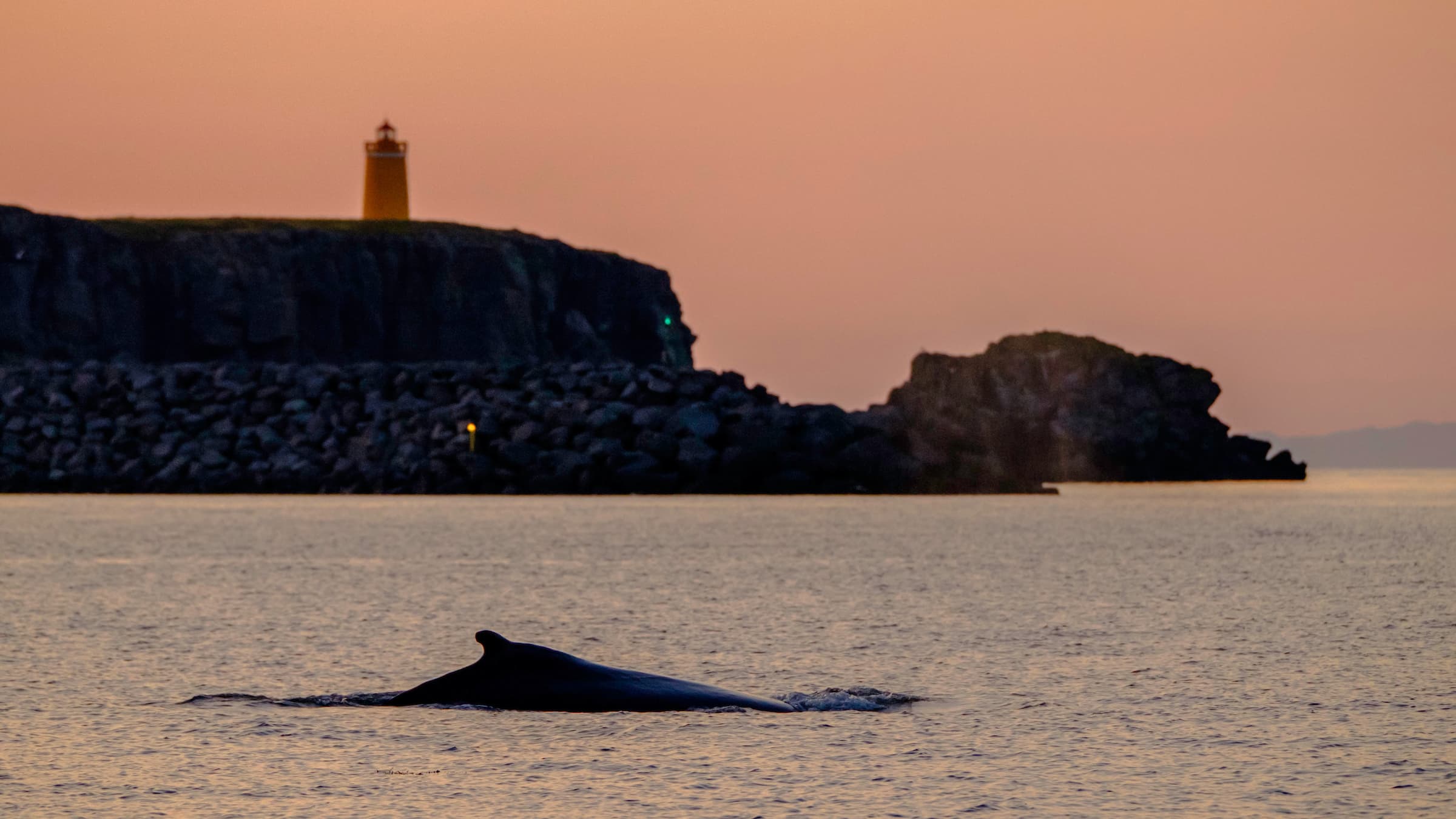 Premium Whales & Midnight Sun - photo 7