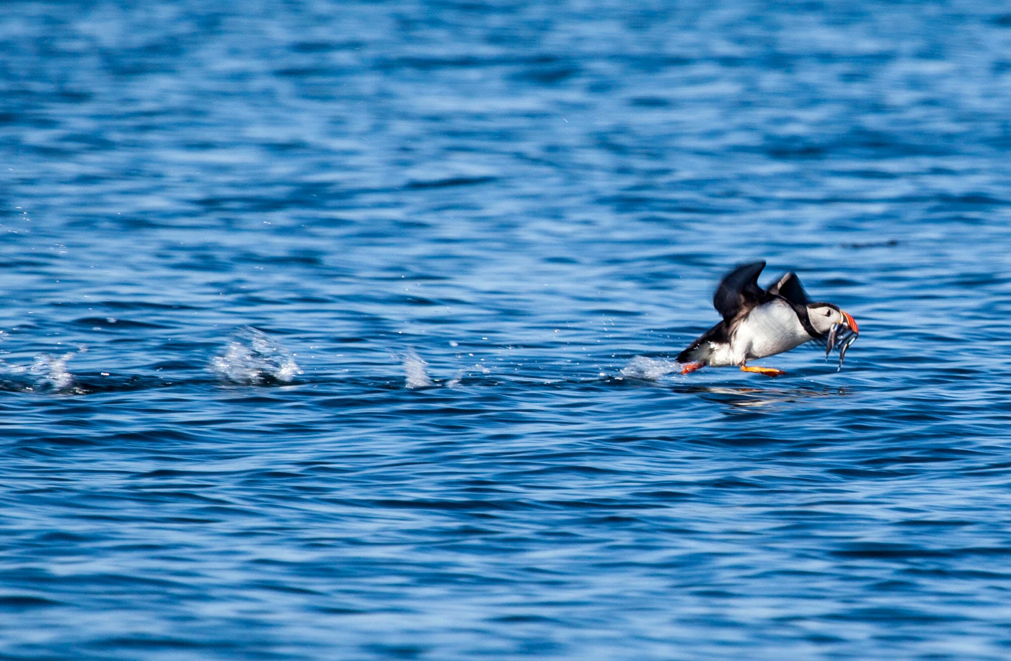 Puffin Express by RIB Speedboat - photo 4