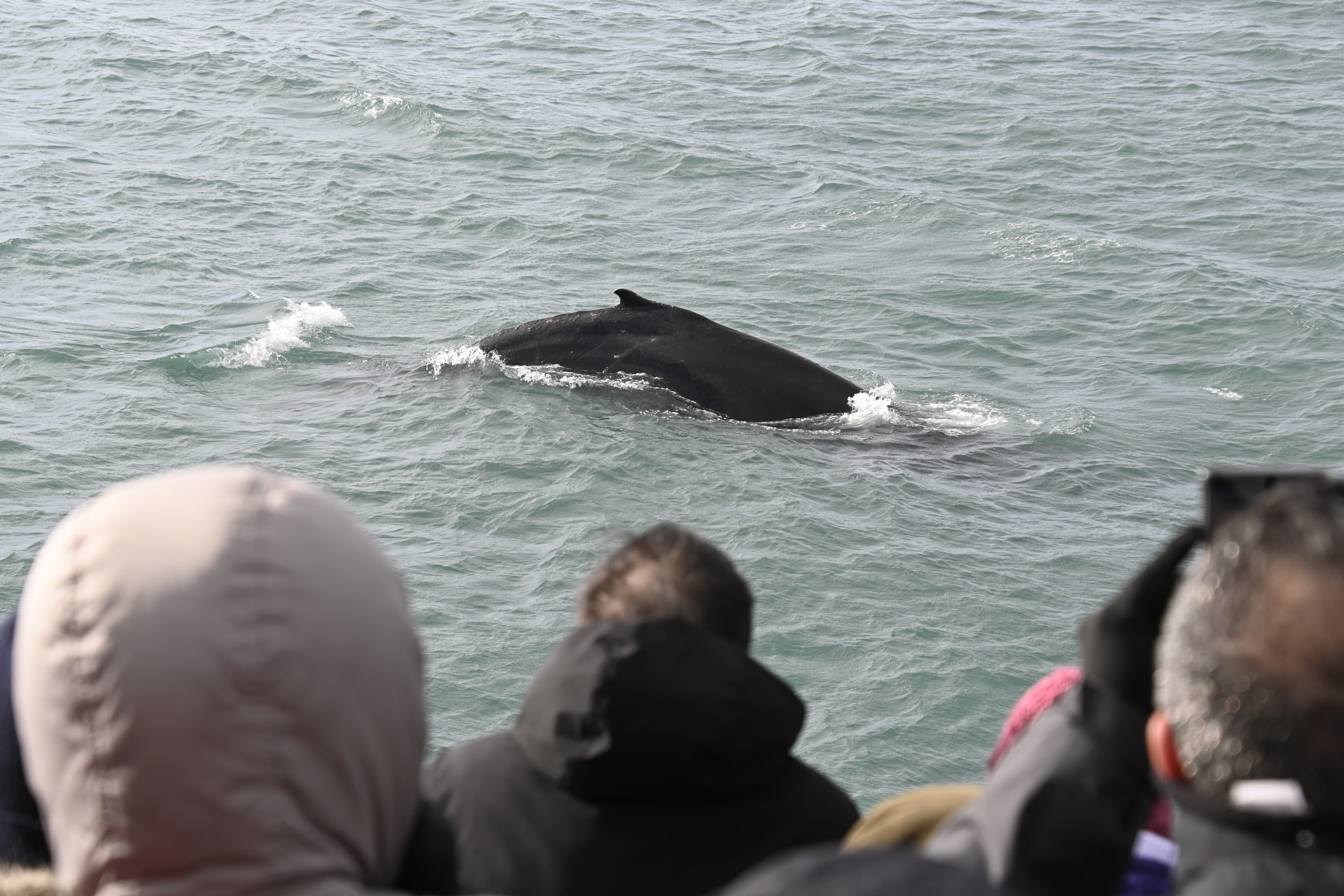 Reykjavík Whales & Viðey Island