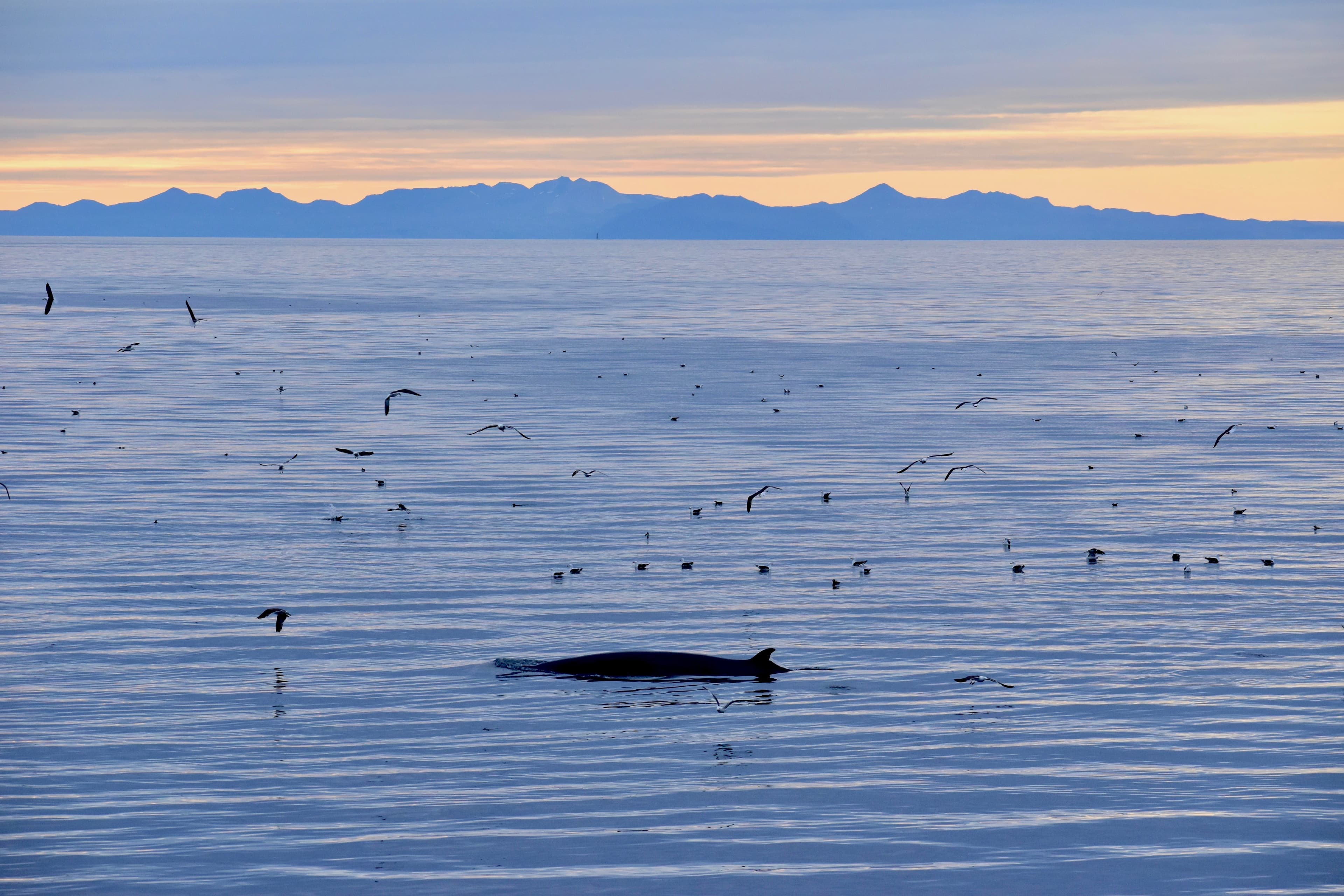 Reykjavík Classic Whales in the Midnight Sun - photo 4