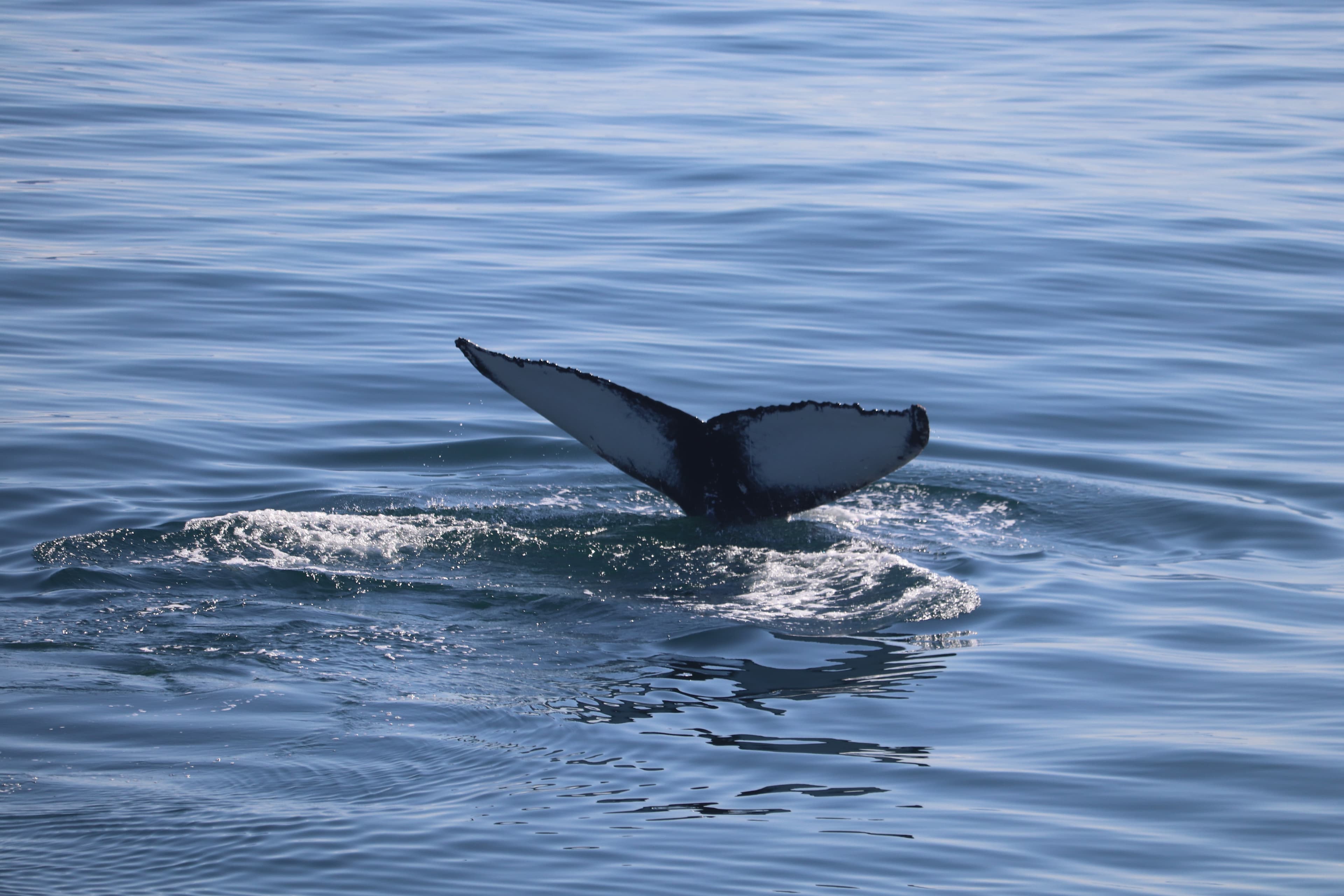 Whale Wonders: Morning Expedition