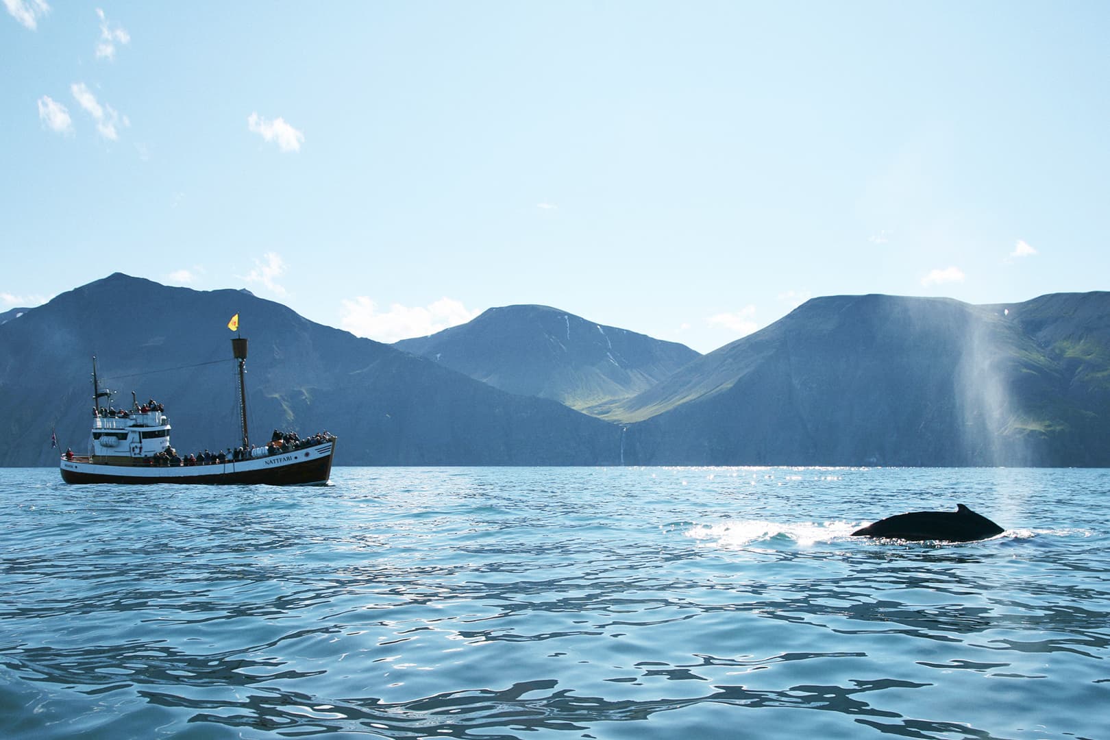Whales and Puffins - photo 3