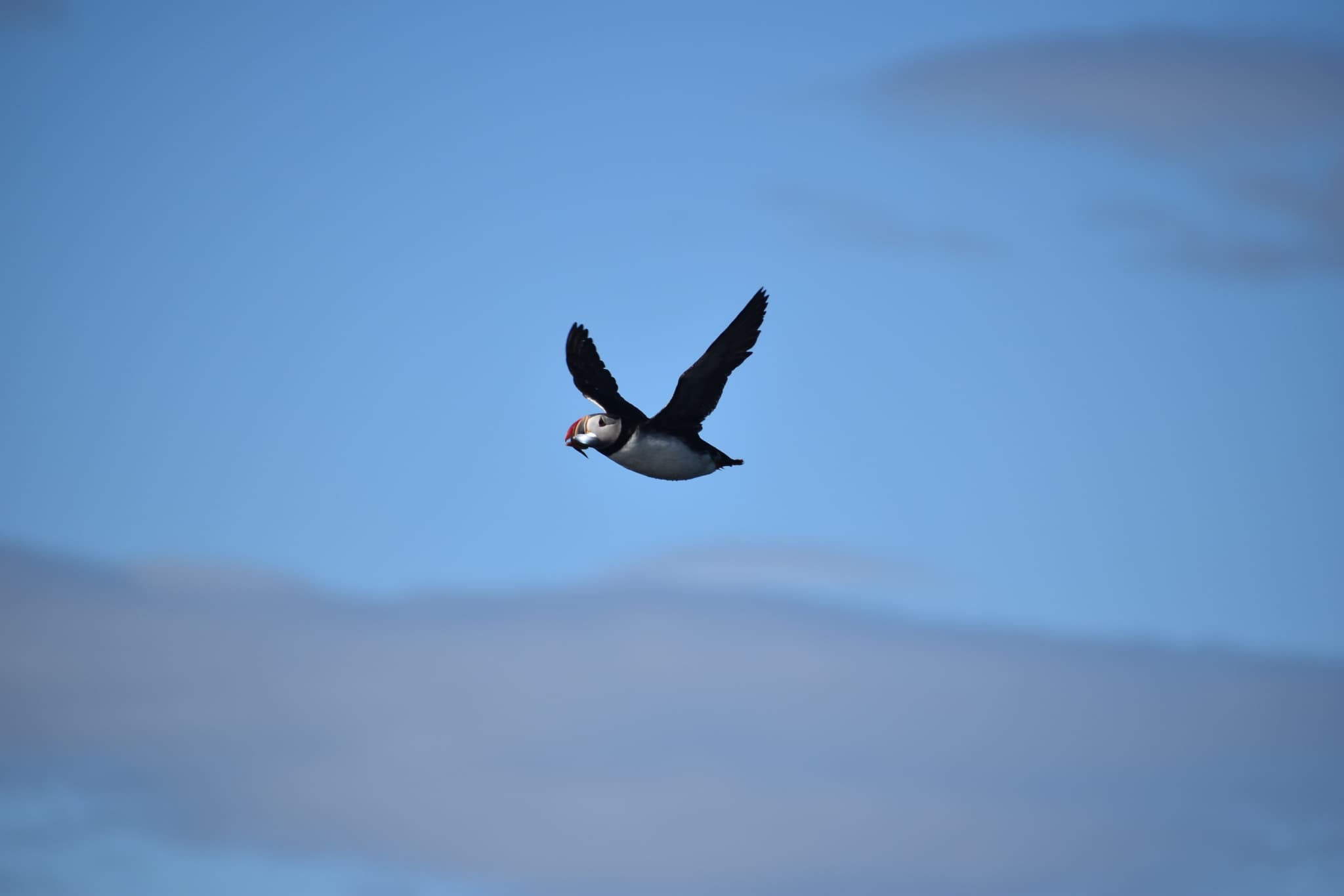 Reykjavík Classic Puffin Watching - photo 22