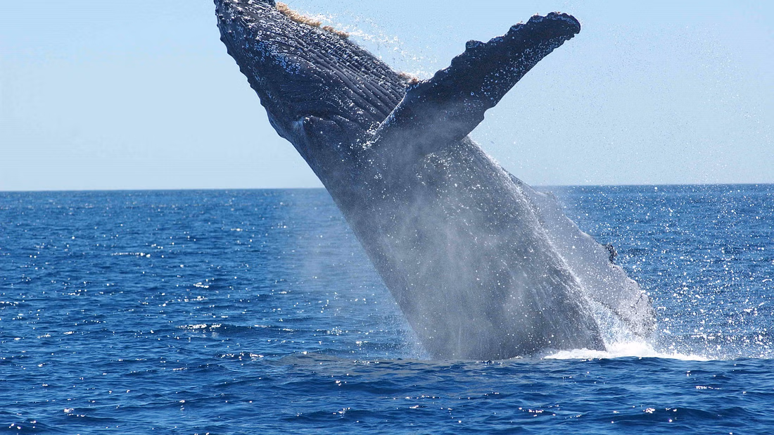 Sailing with Giants: Whale Watching from Reykjavik - photo 9