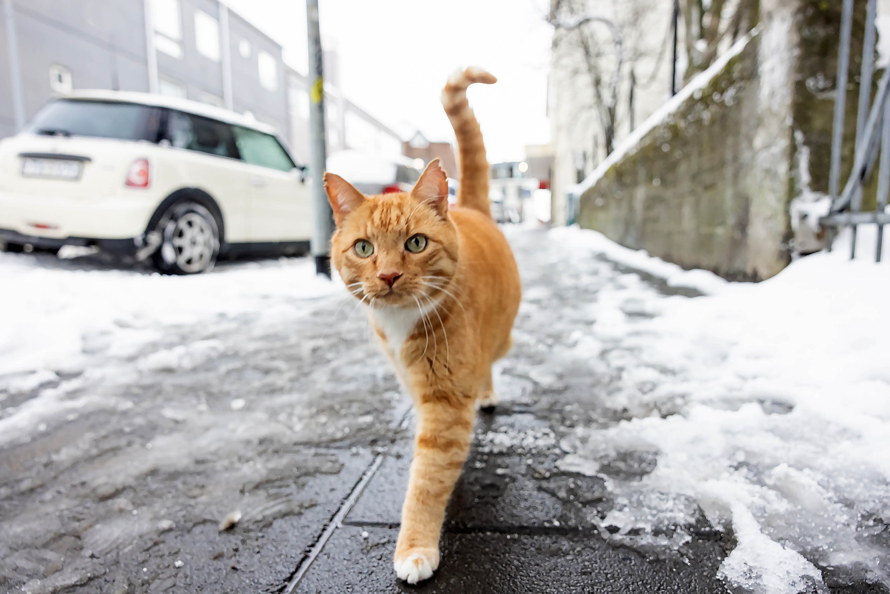 Private Reykjavik CatWalk