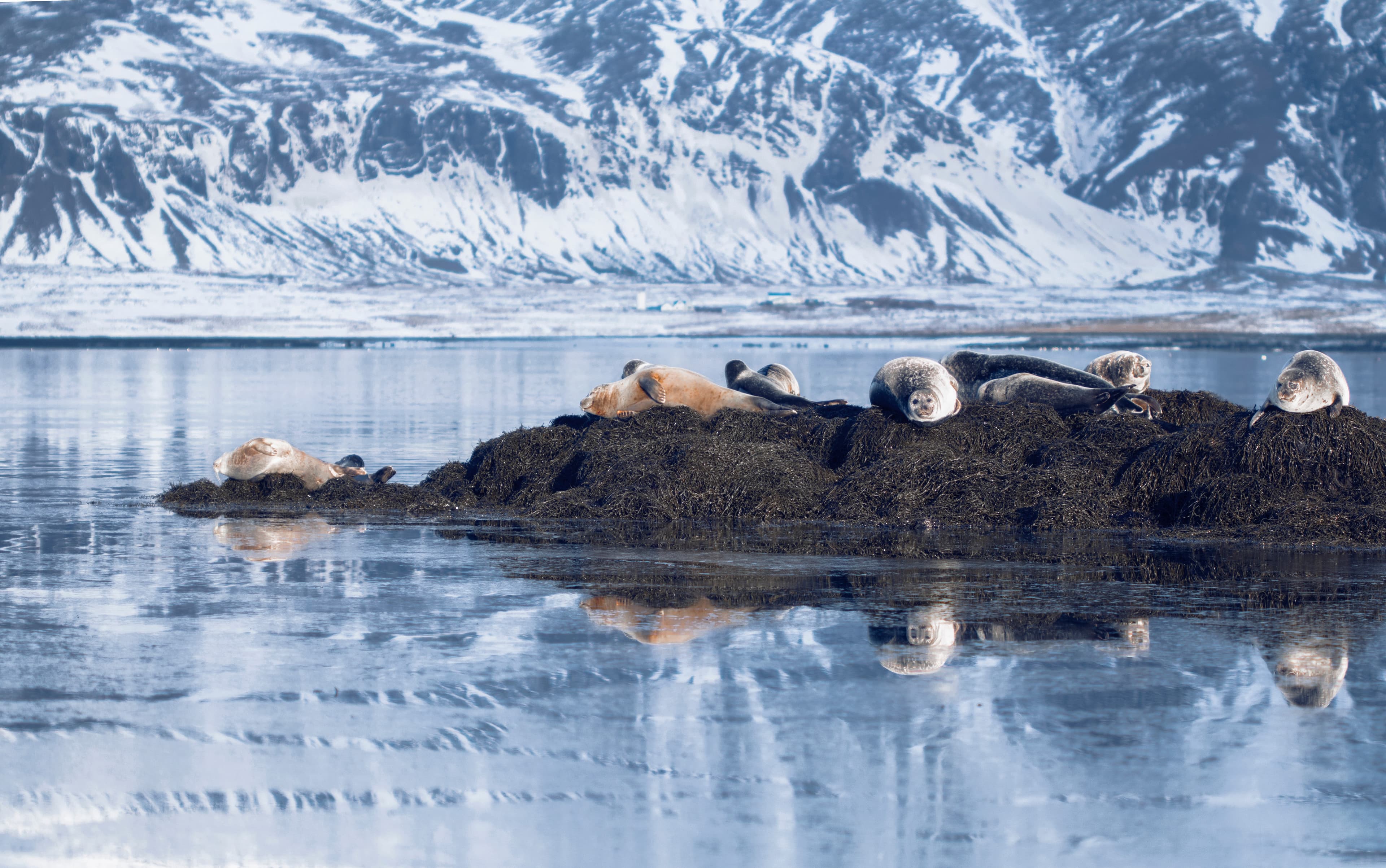 Snæfellsnes en español con almuerzo incluido en una granja en minibus - photo 14