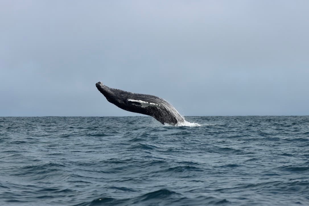 Classic Whale Watching from Dalvík - photo 11