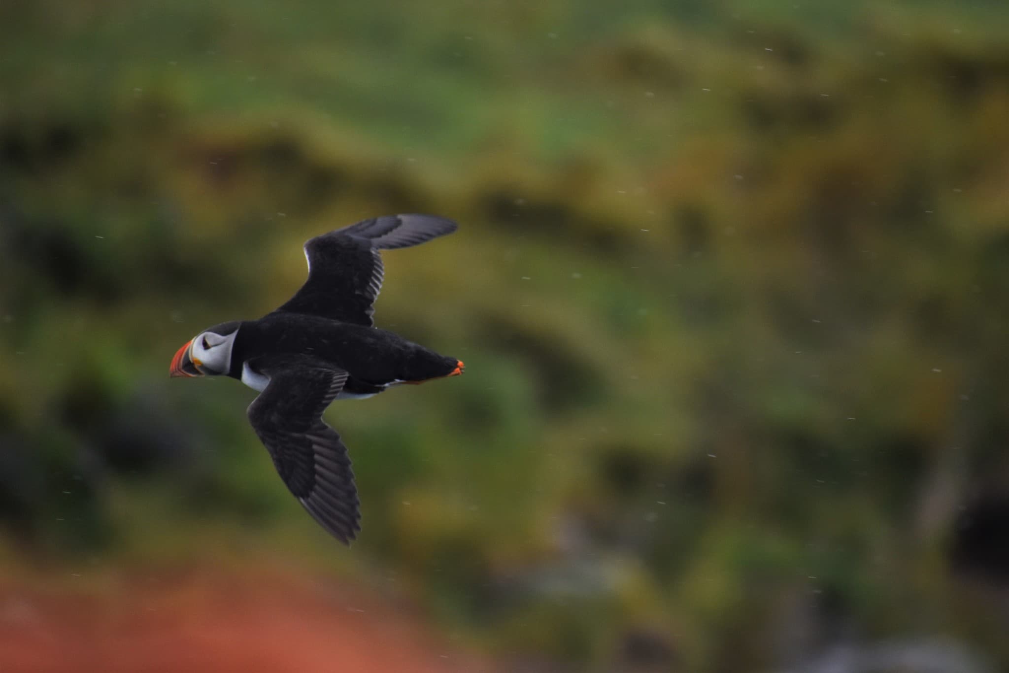Reykjavík Classic Puffin Watching - photo 13