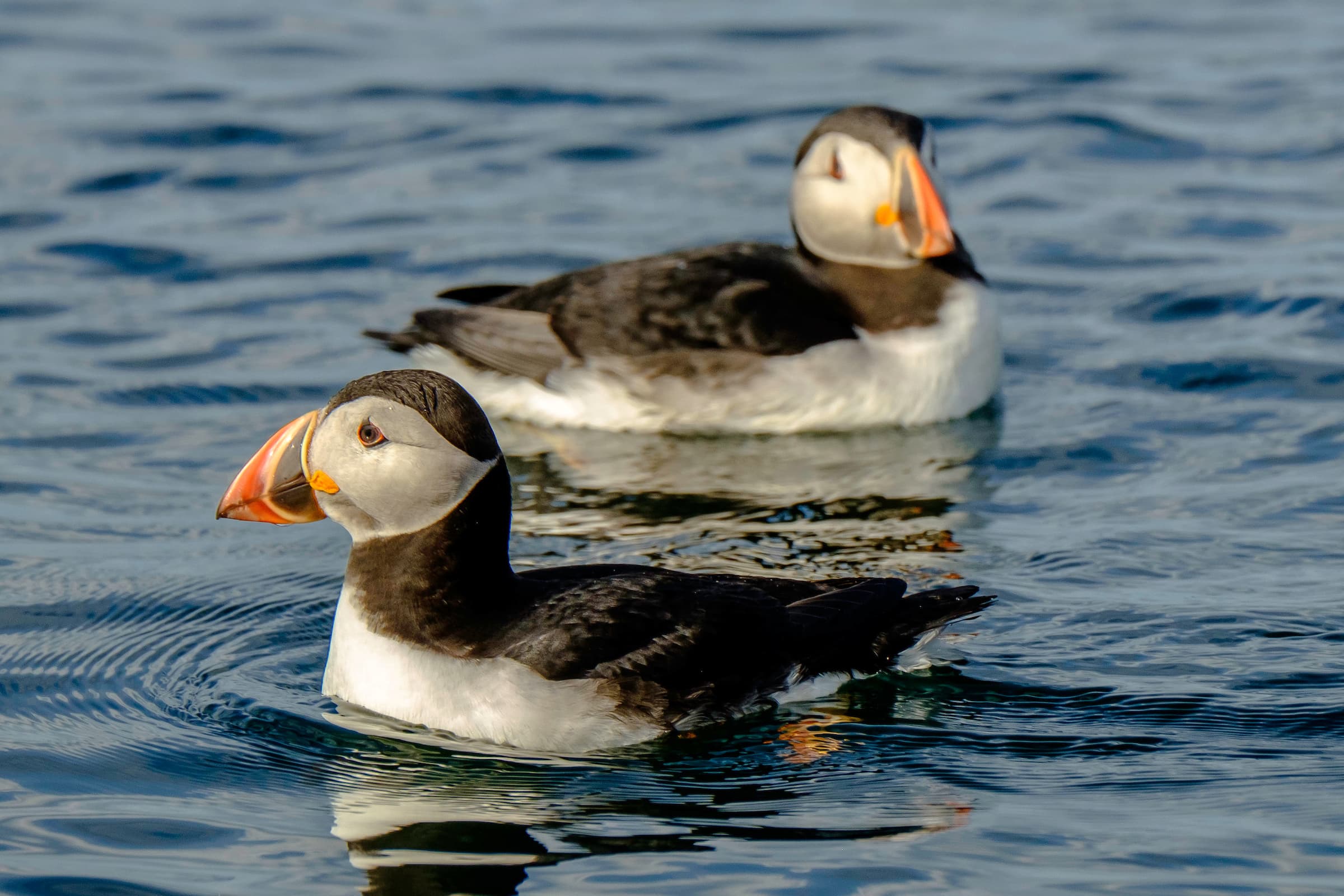 Premium Puffin Tour