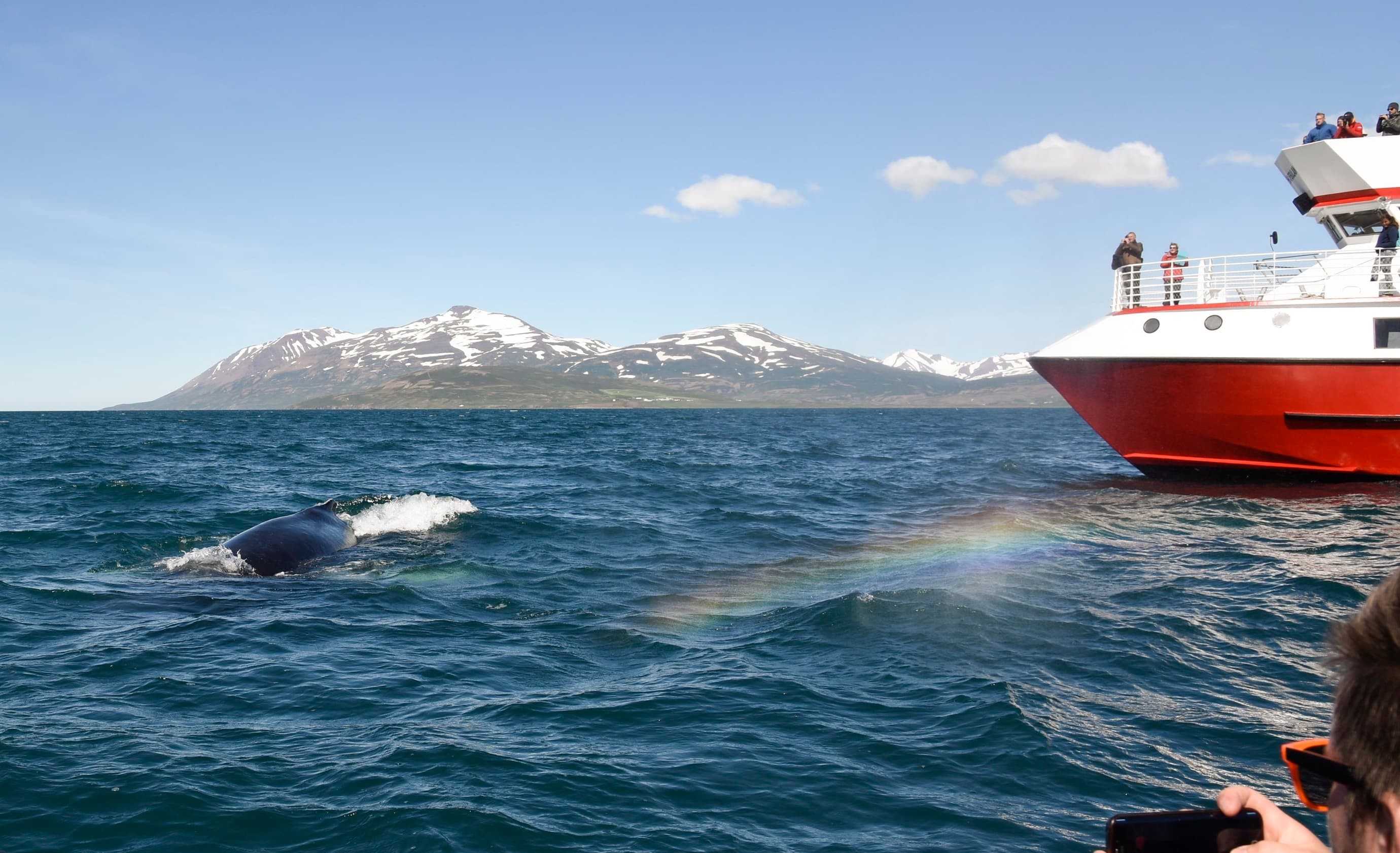 Akureyri Classic Whale Watching - photo 7