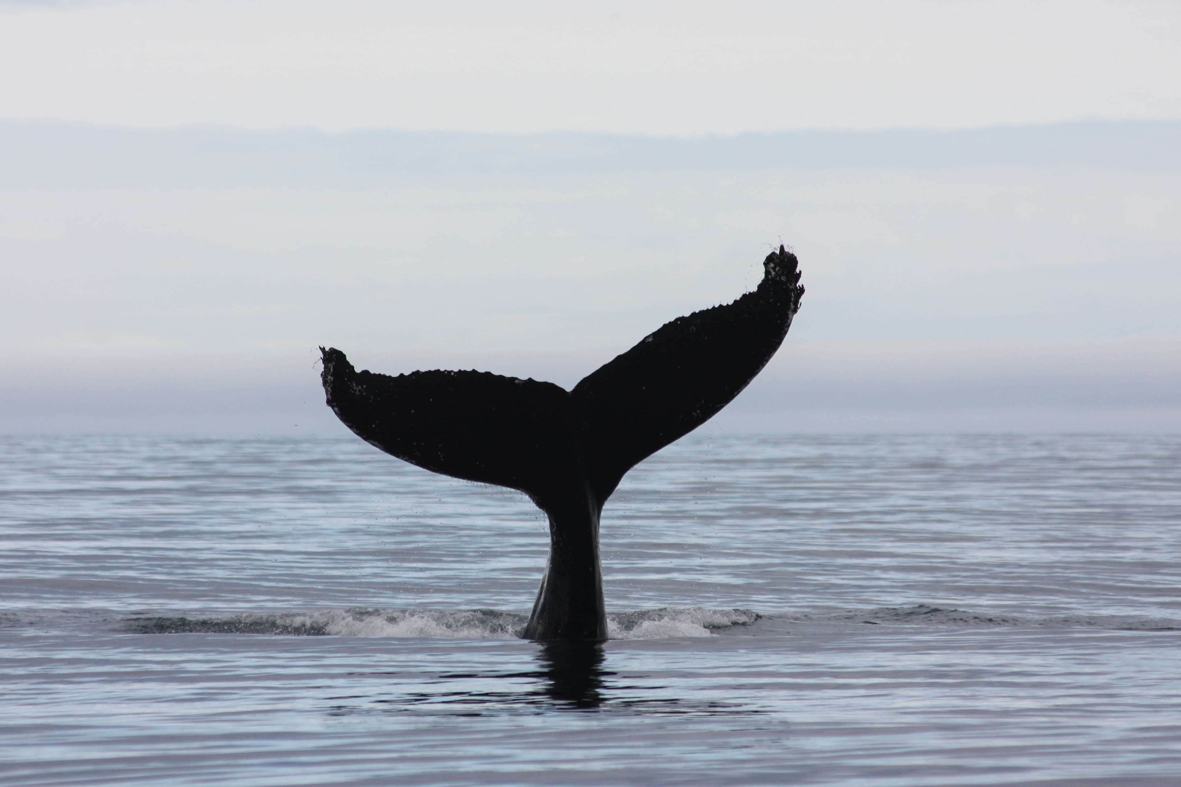 Akureyri Classic Whale Watching - photo 5