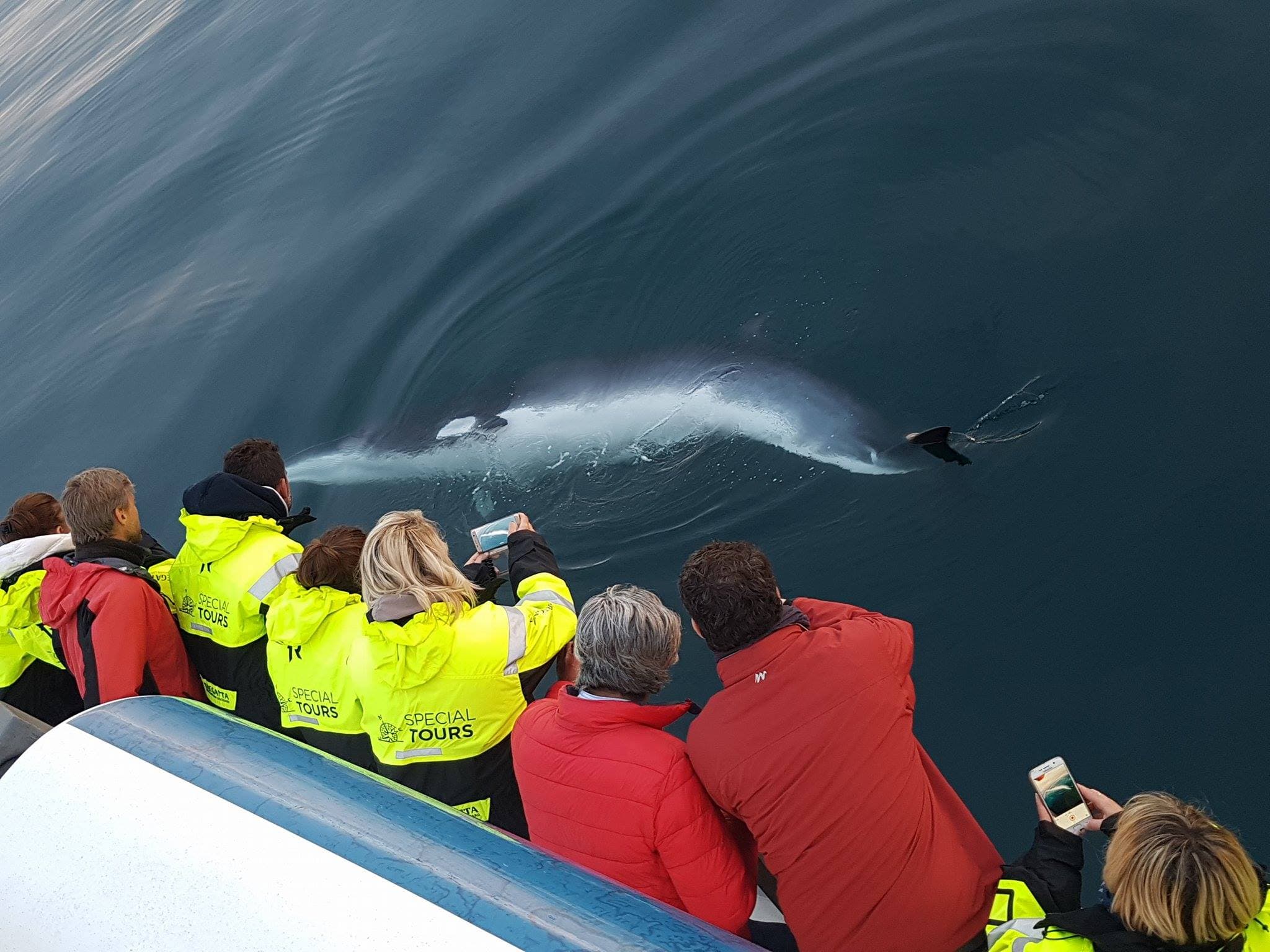 Whale Watching - photo 9