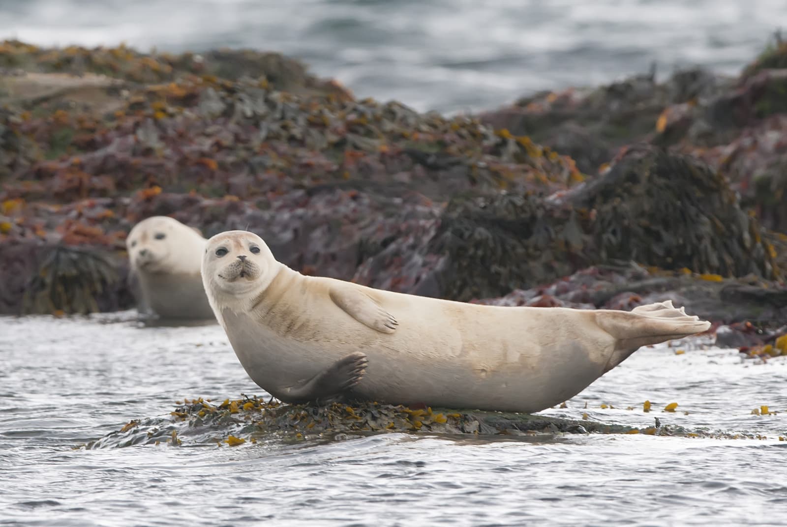 Private Snaefellsnes Peninsula Adventure: Tour from Reykjavik - photo 5