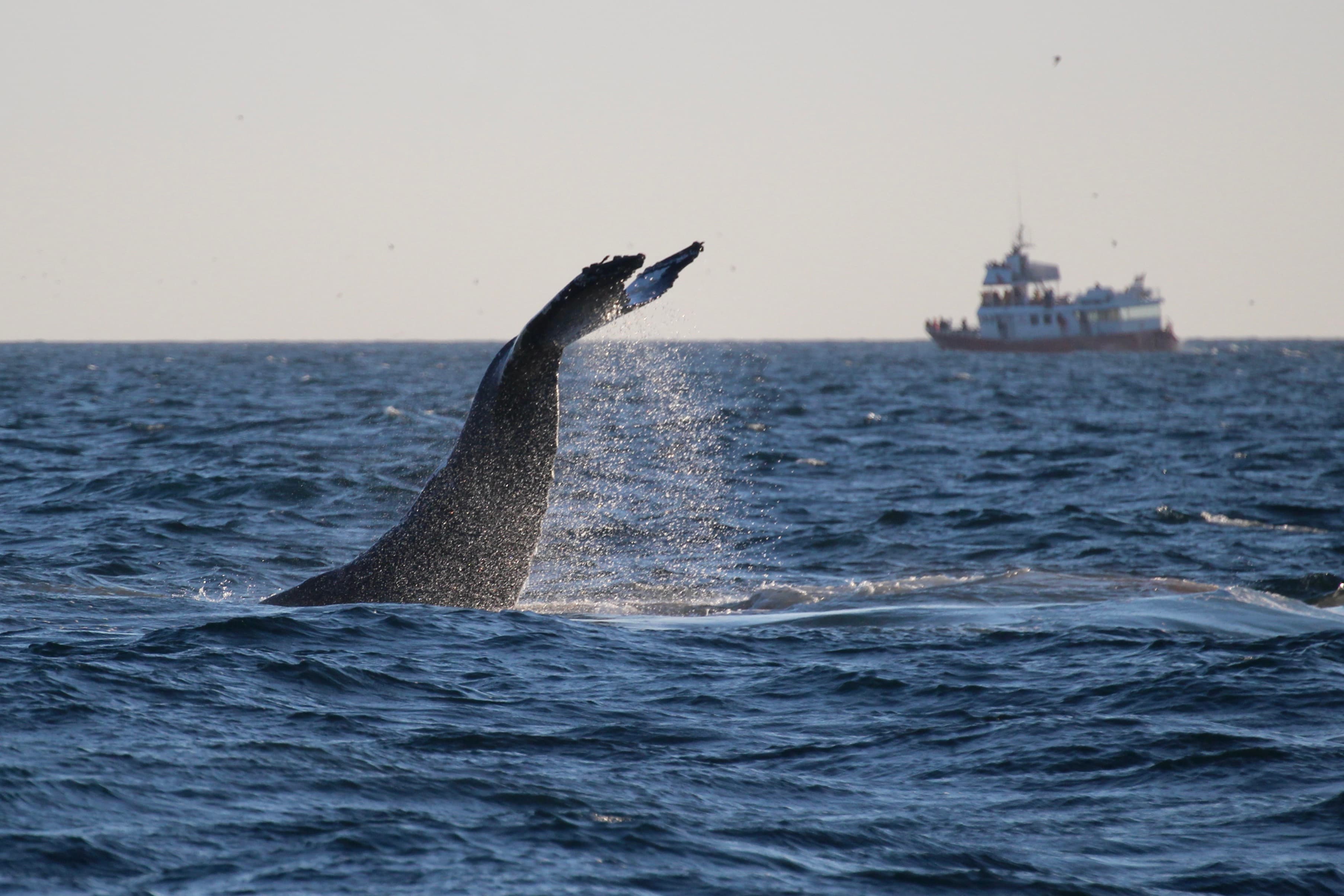 Reykjavík Premium Whales in the Midnight Sun - photo 18