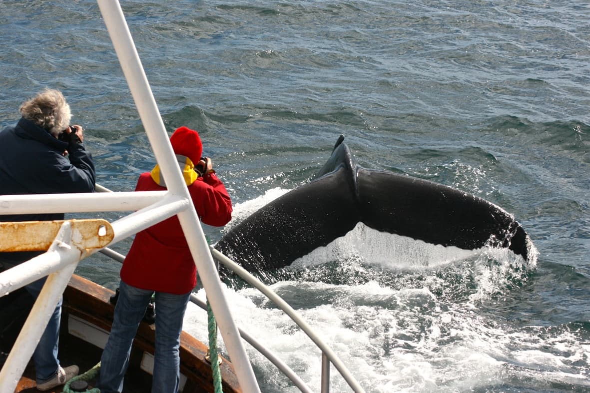 Classic Whale Watching from Dalvík - photo 10