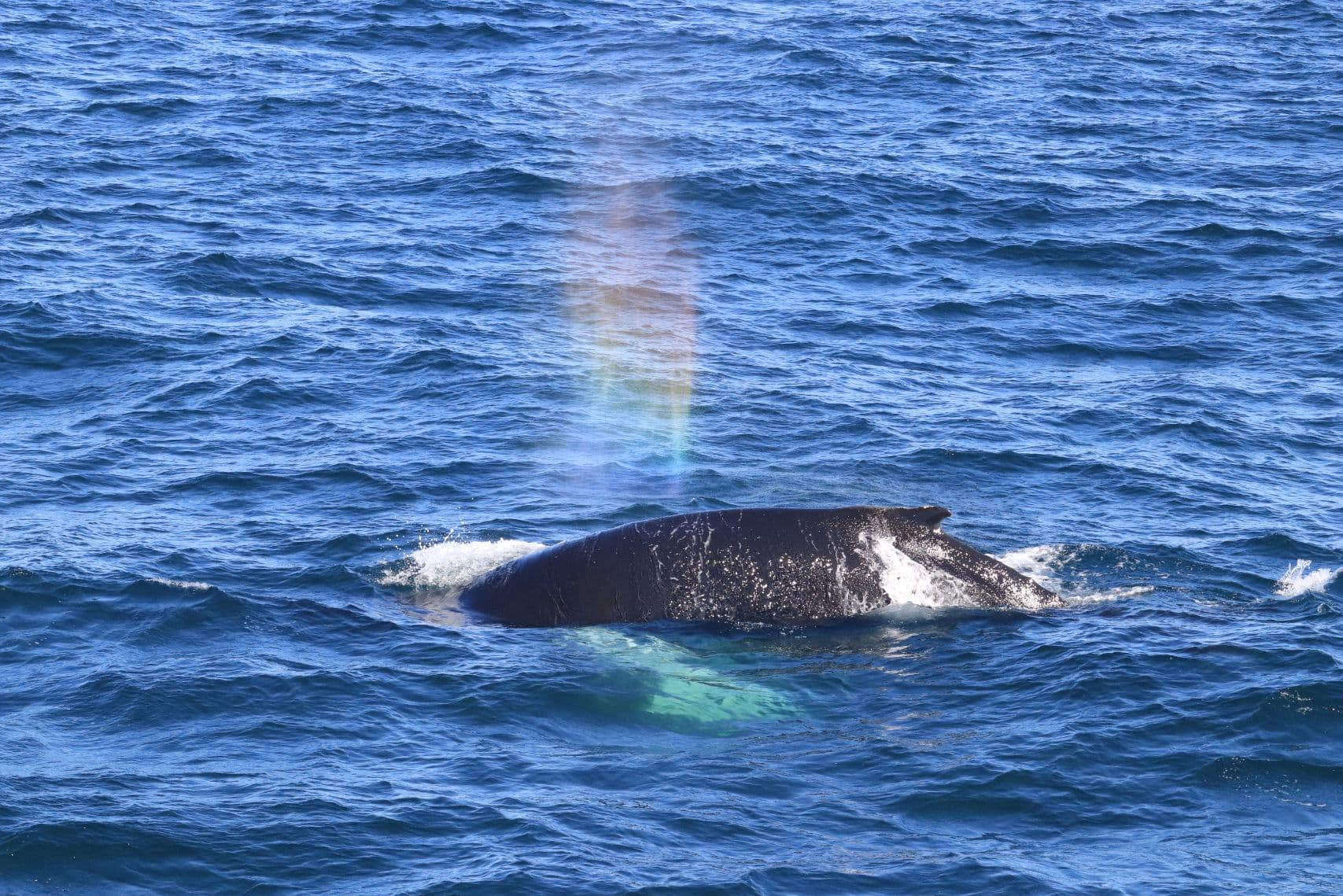 Best Value Whale Watching tour from Reykjavik - photo 19