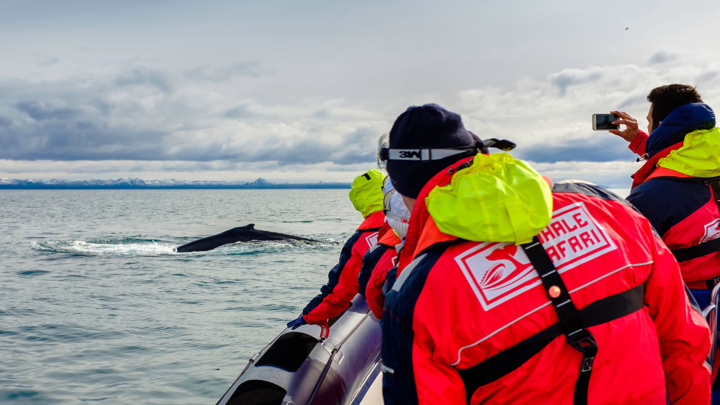 Reykjavík Premium Whale Watching - photo 5