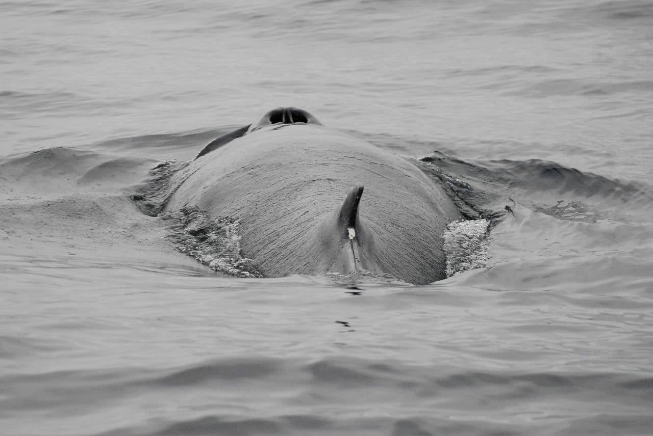 Reykjavík Whales & Diving - photo 8