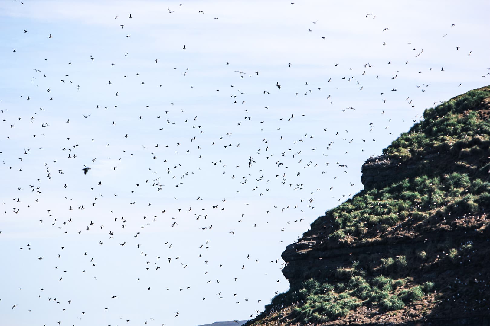 Whales and Puffins