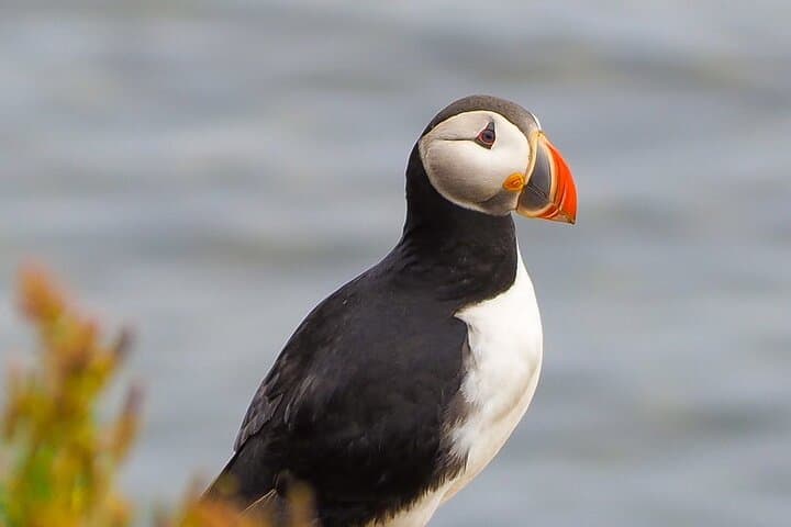 Big Whales & Puffins RIB boat tour - photo 5