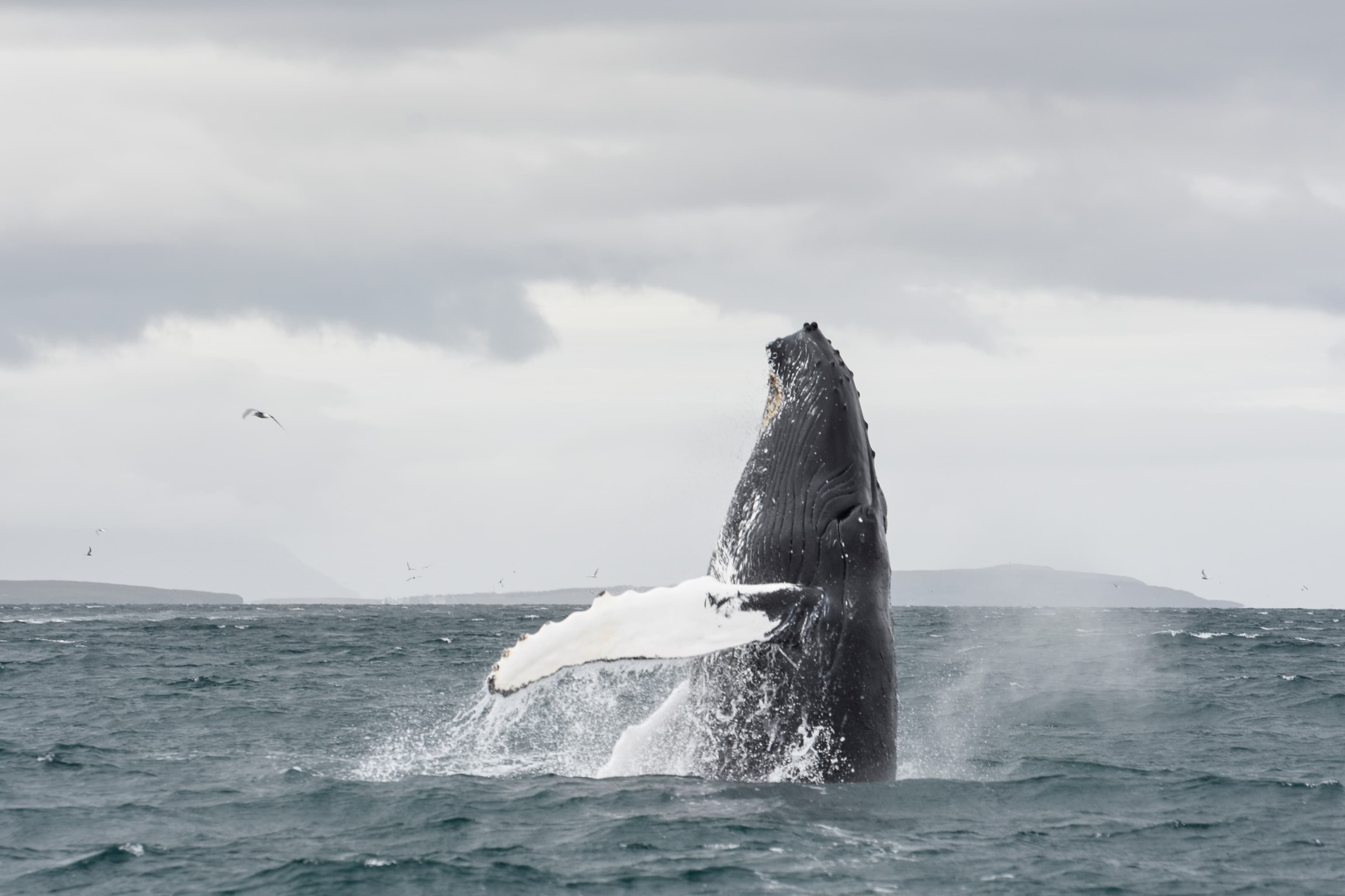 Akureyri Classic Whale Watching
