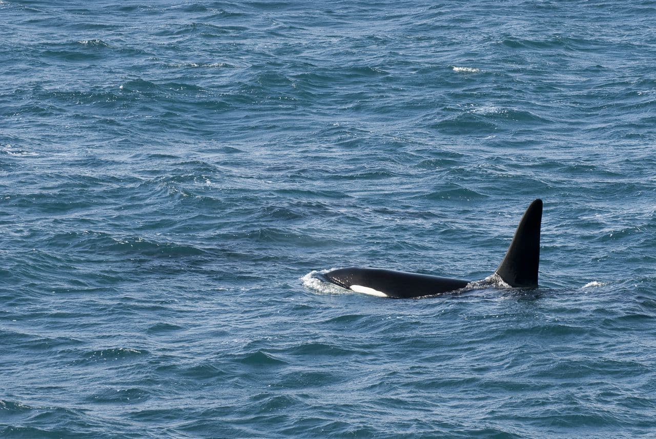 Reykjavík Classic Whale Watching  - photo 25