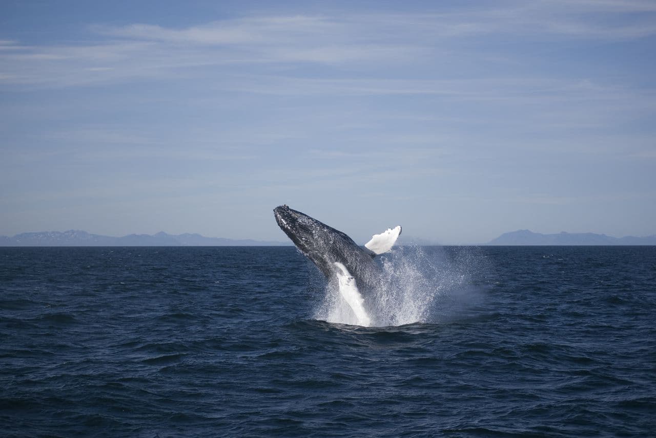Reykjavík Classic Whale Watching  - photo 4