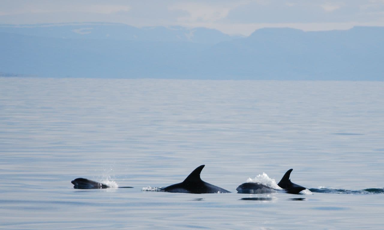 Reykjavík Classic Whale Watching  - photo 32