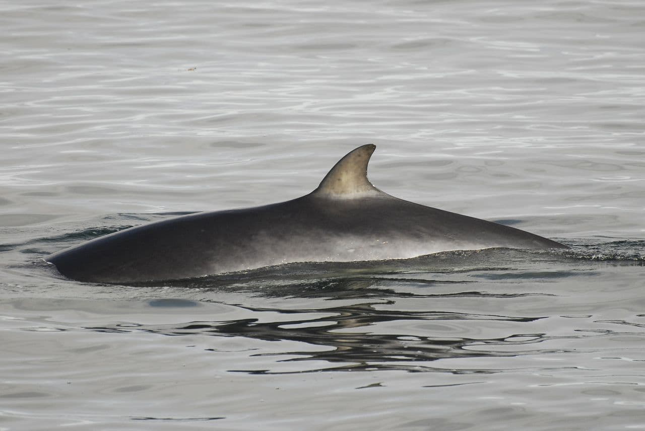 Reykjavík Classic Whale Watching  - photo 17